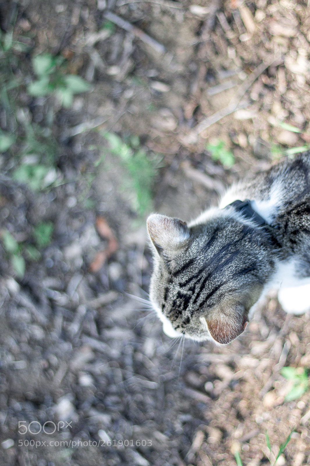 Canon EOS 70D sample photo. Whatacat photography