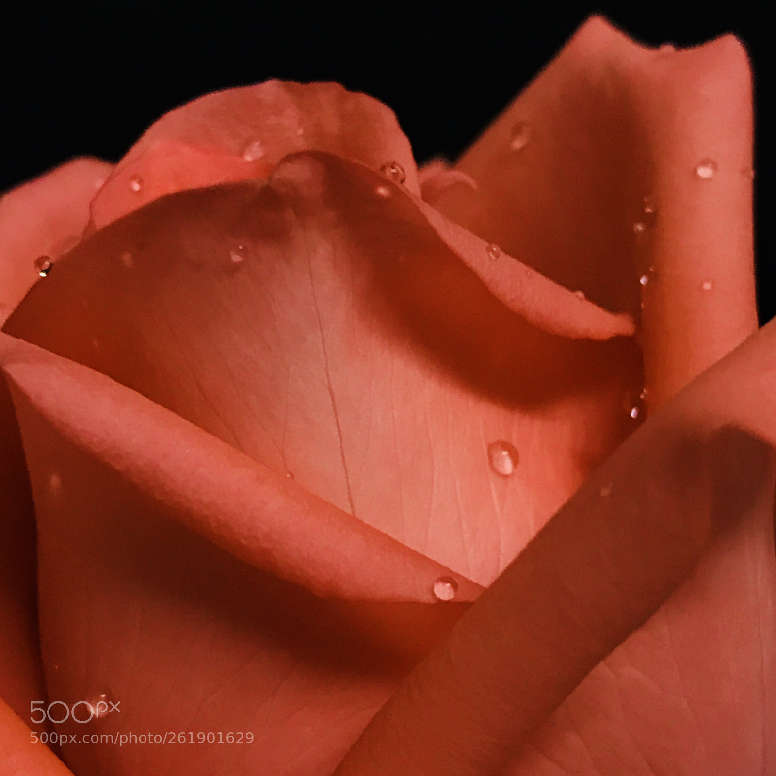 Apple iPhone 7 Plus sample photo. Rose closeup photography