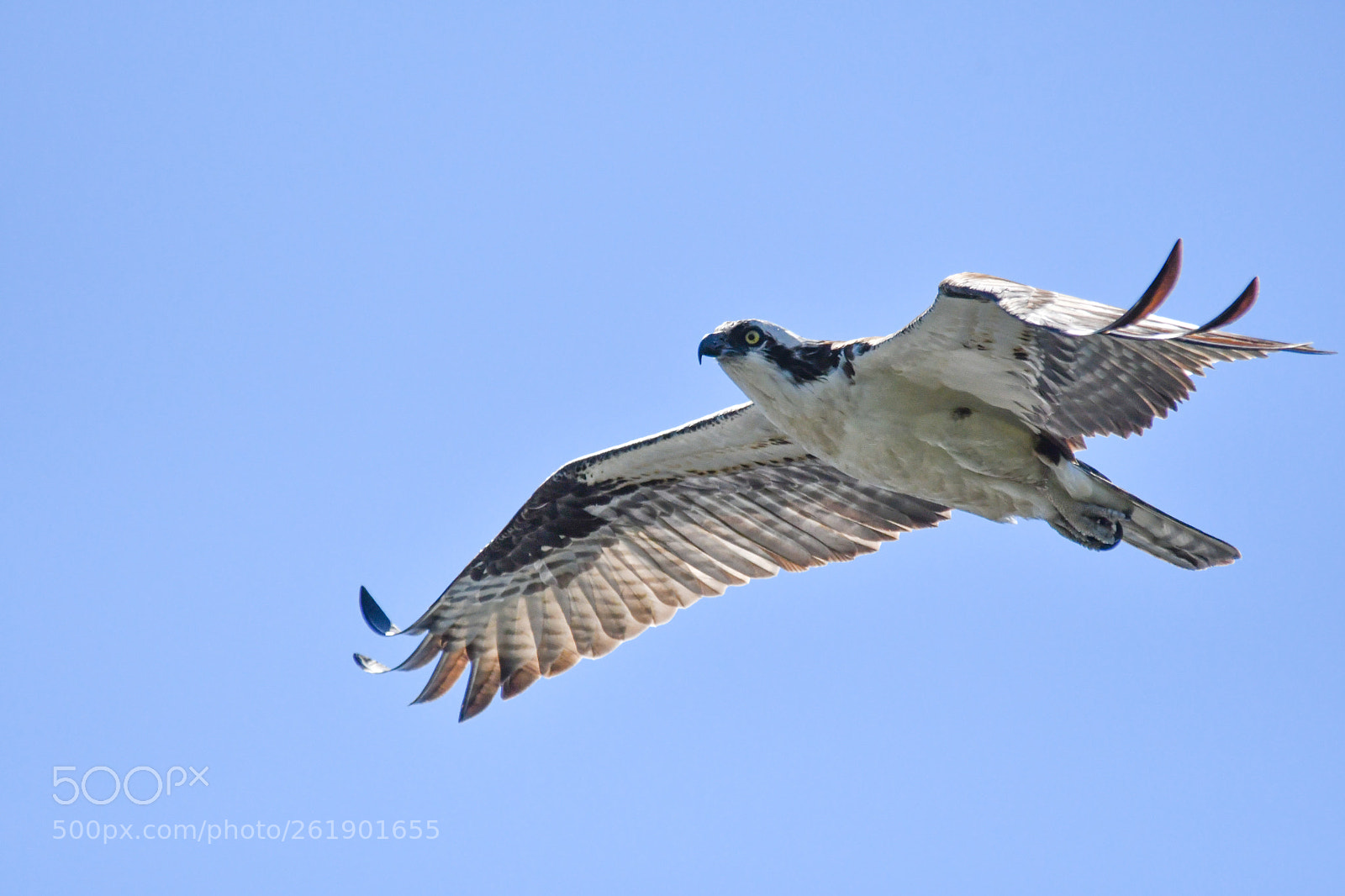 Nikon D500 sample photo. Qsprey in flight photography