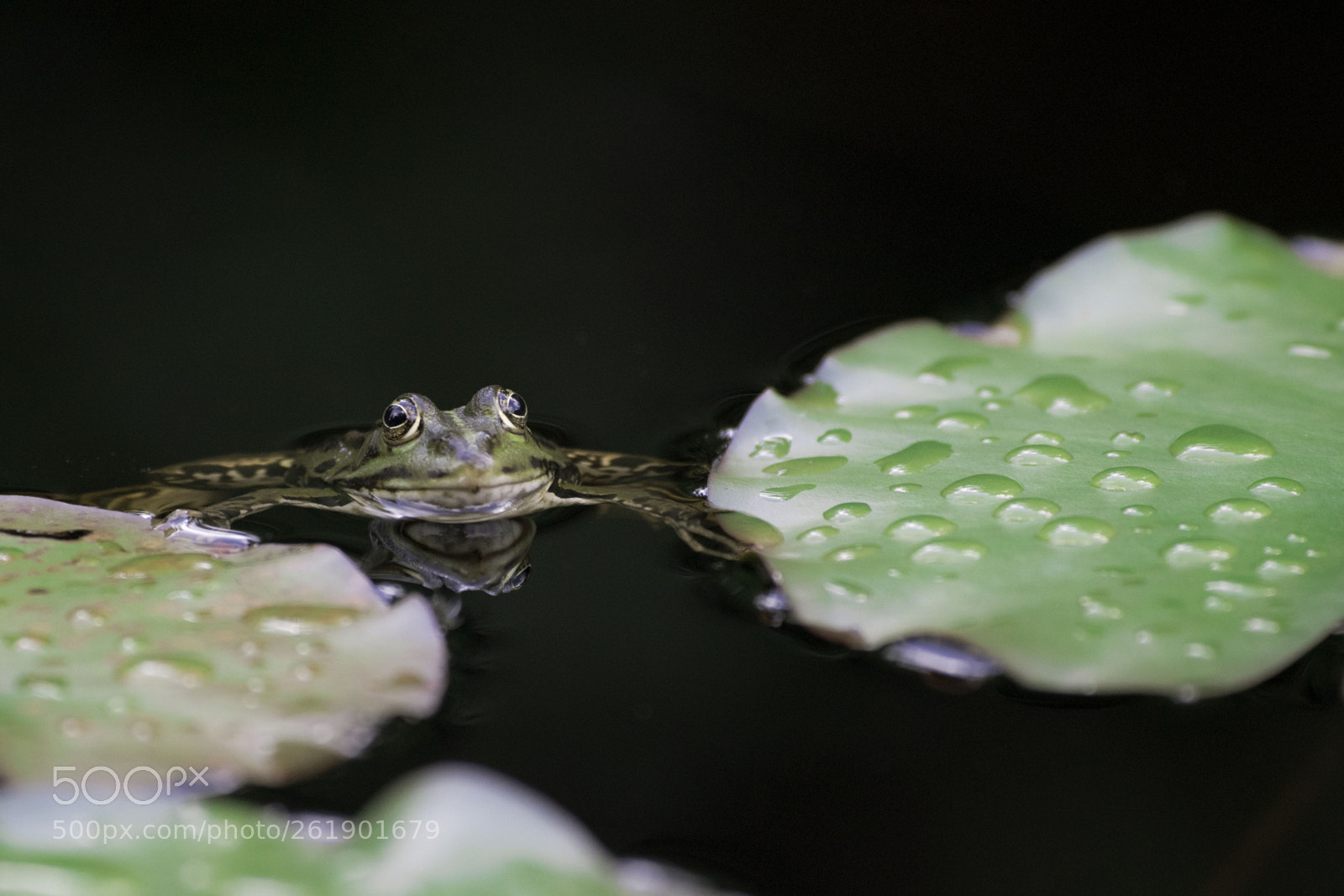 Nikon D810 sample photo. After the rain photography