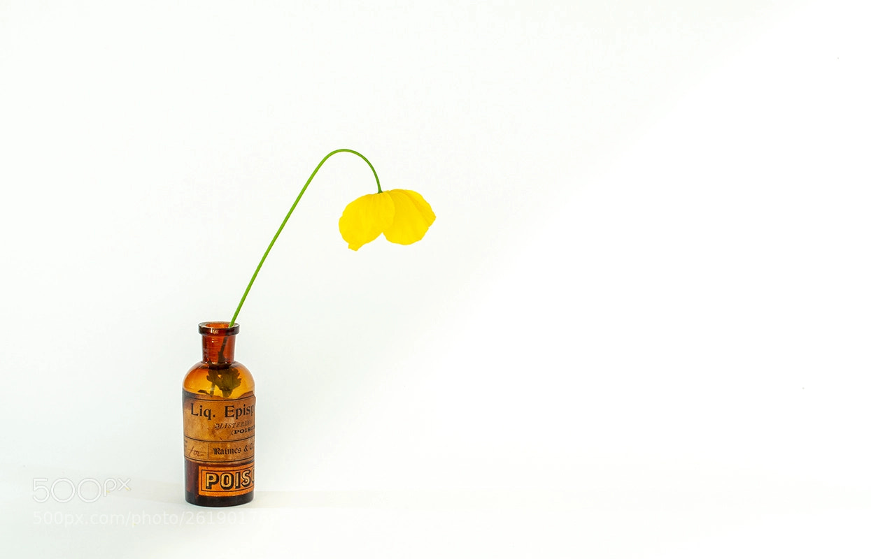 Canon EOS 5D Mark II sample photo. Bottle flower photography