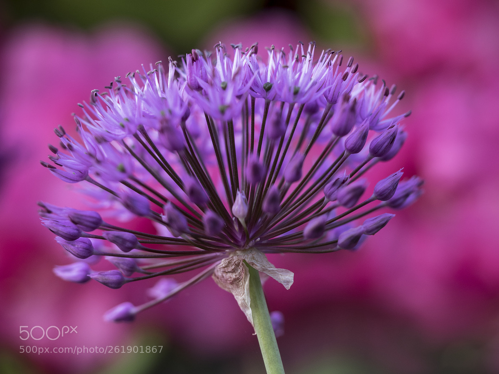 Olympus OM-D E-M1 sample photo. Allium 1 photography