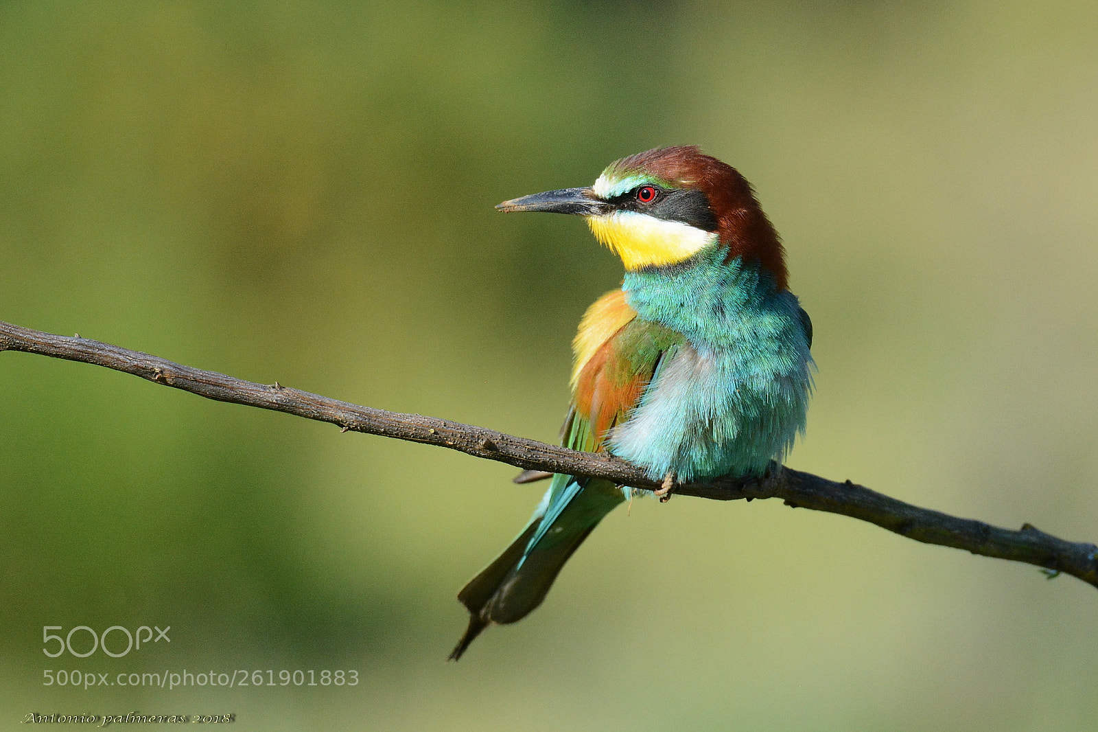 Sigma 150-600mm F5-6.3 DG OS HSM | S sample photo. Abejaruco photography