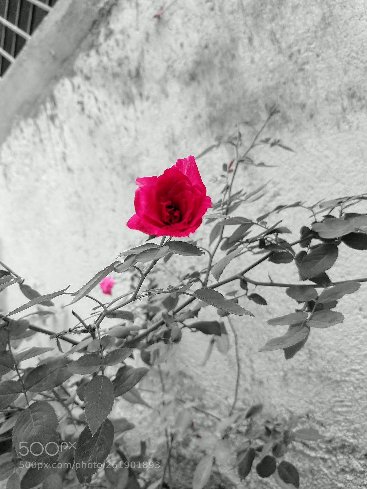 Motorola moto x4 sample photo. Untitled photography