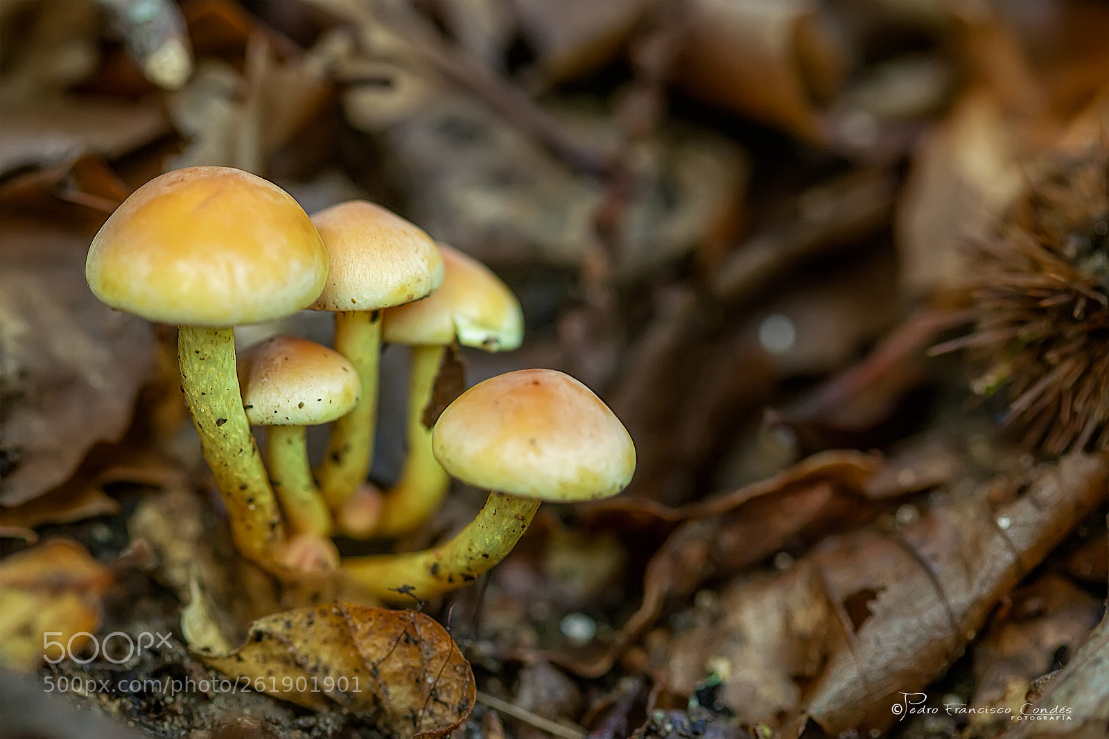 Canon EOS 5D Mark II sample photo. Agrupados photography