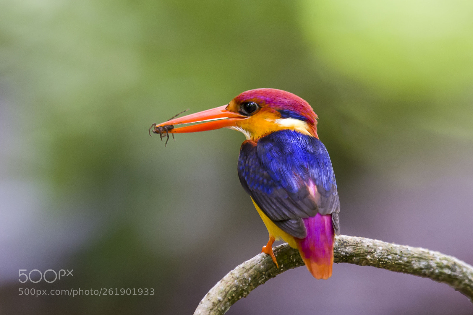 Nikon D4 sample photo. Black backed kingfisher with photography