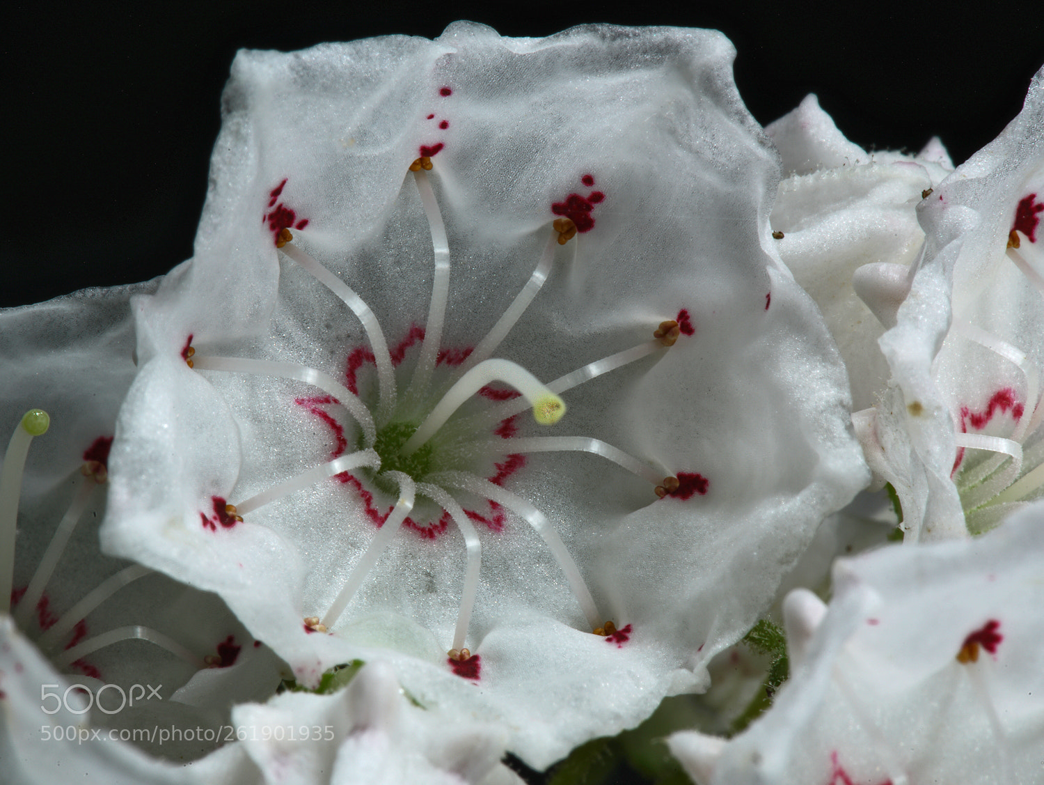 Sony a7R II sample photo. Mountain laurel architect photography