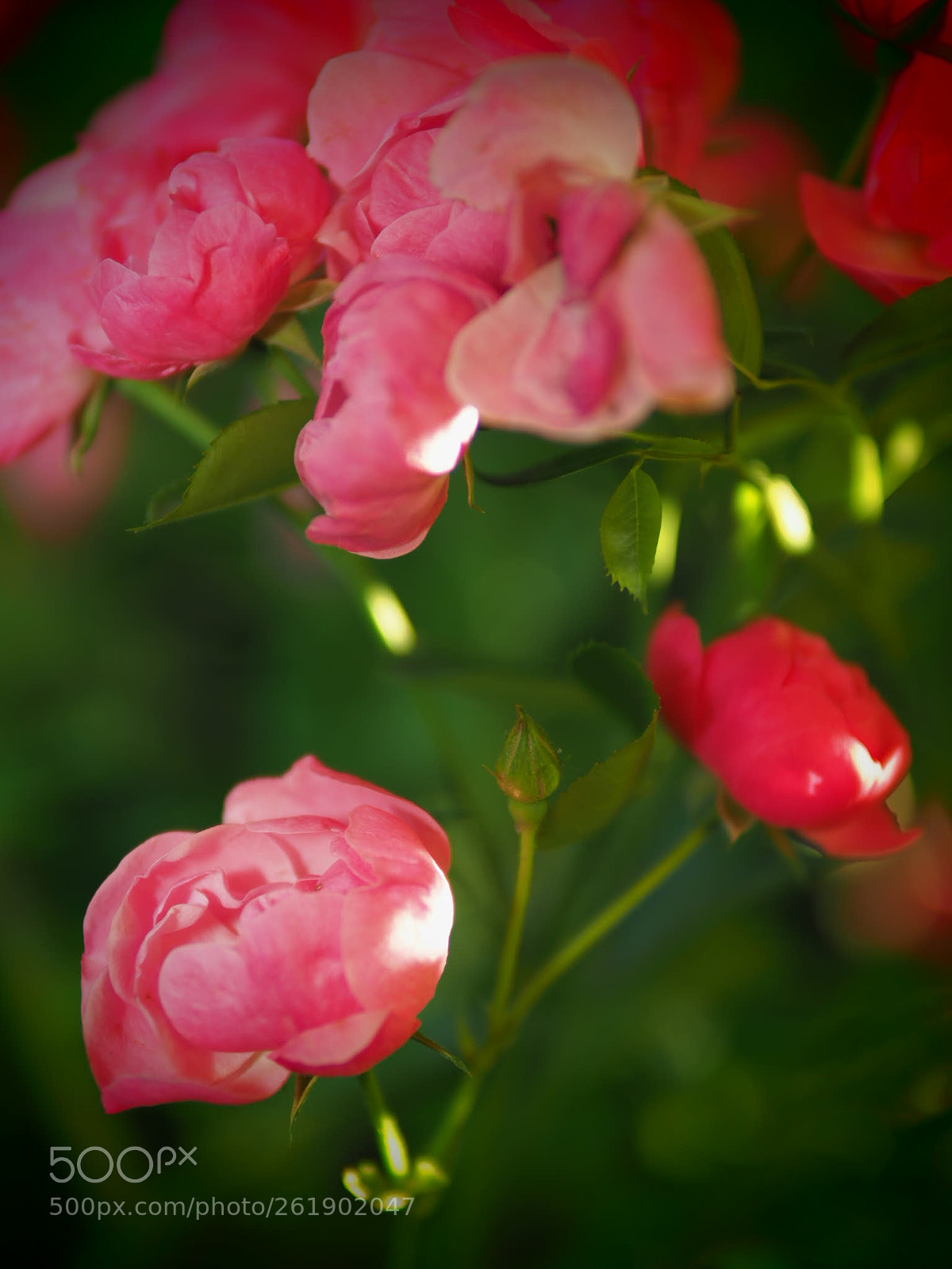 Olympus OM-D E-M1 Mark II sample photo. Untitled photography