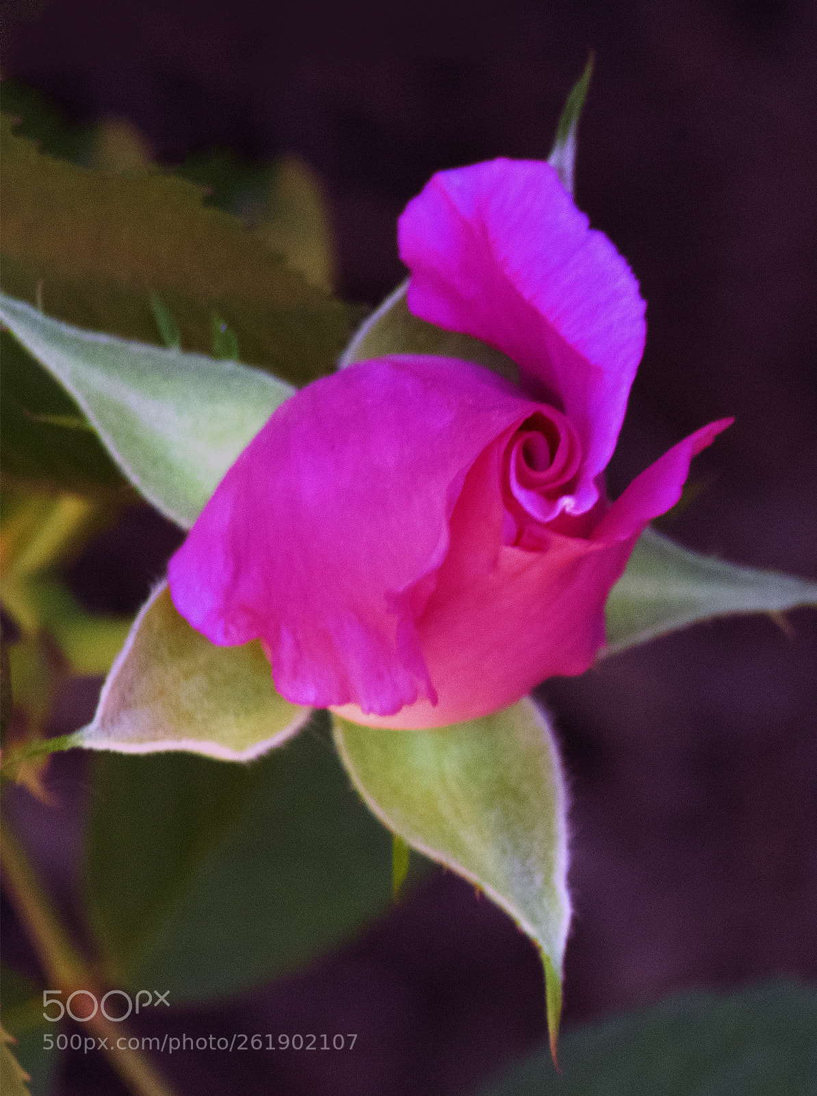 Nikon D3400 sample photo. Whirlygig photography