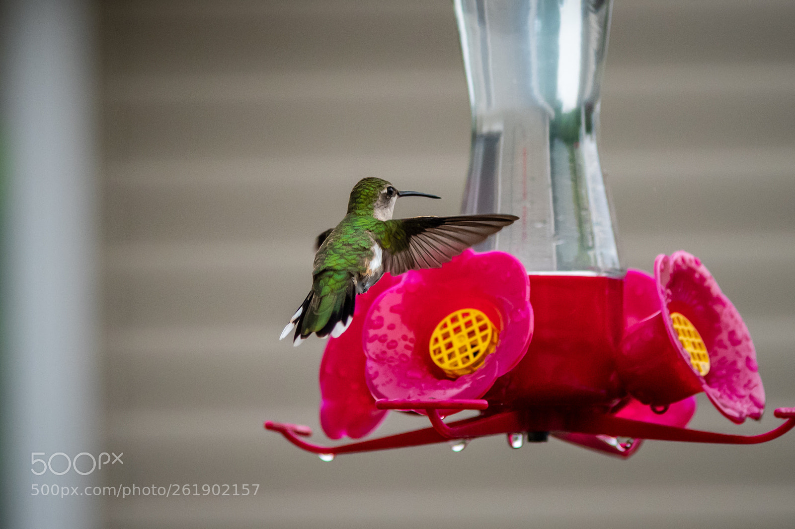 Nikon D850 sample photo. Hummingbird in chicago!? photography