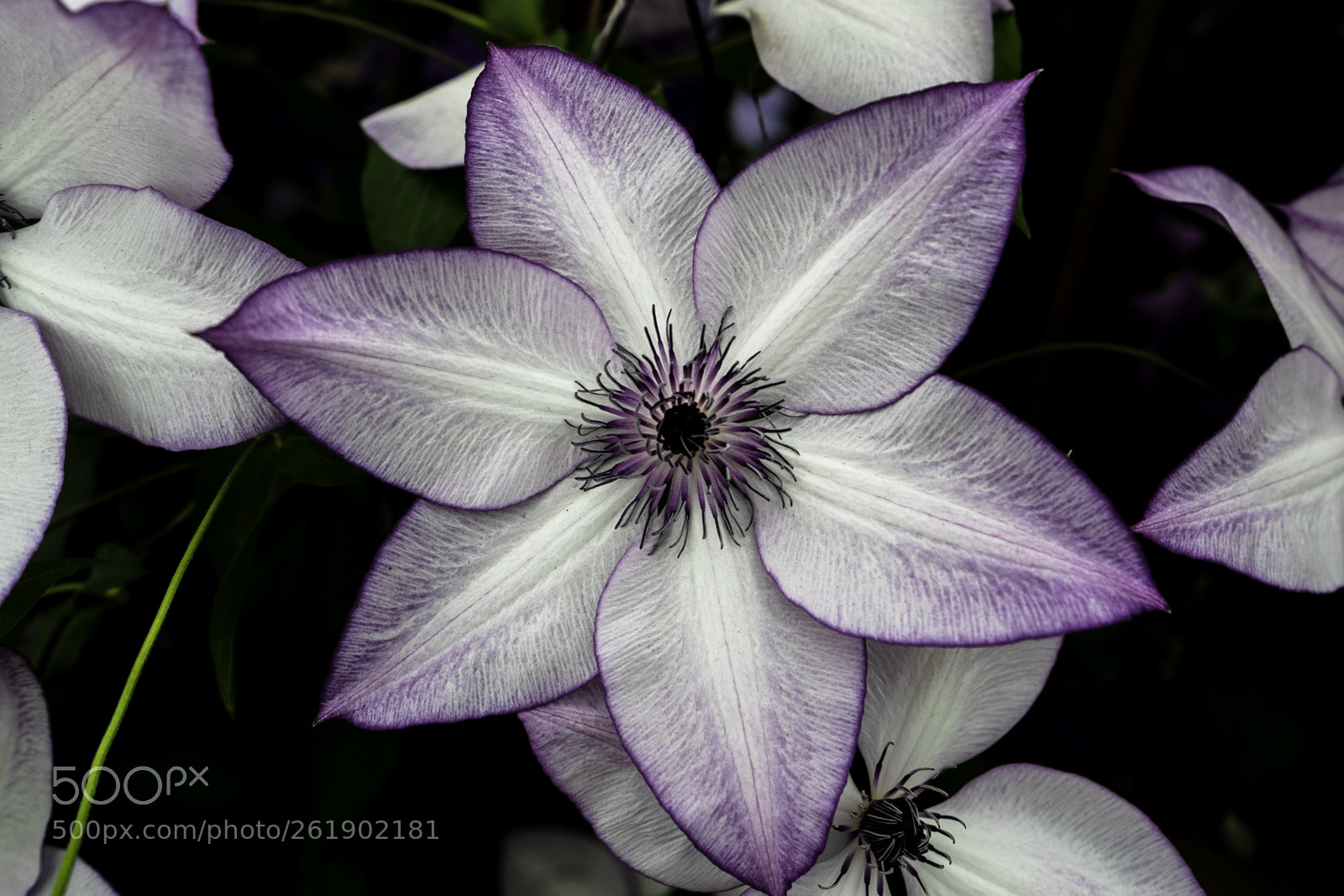 Sony a7 sample photo. Clematis photography