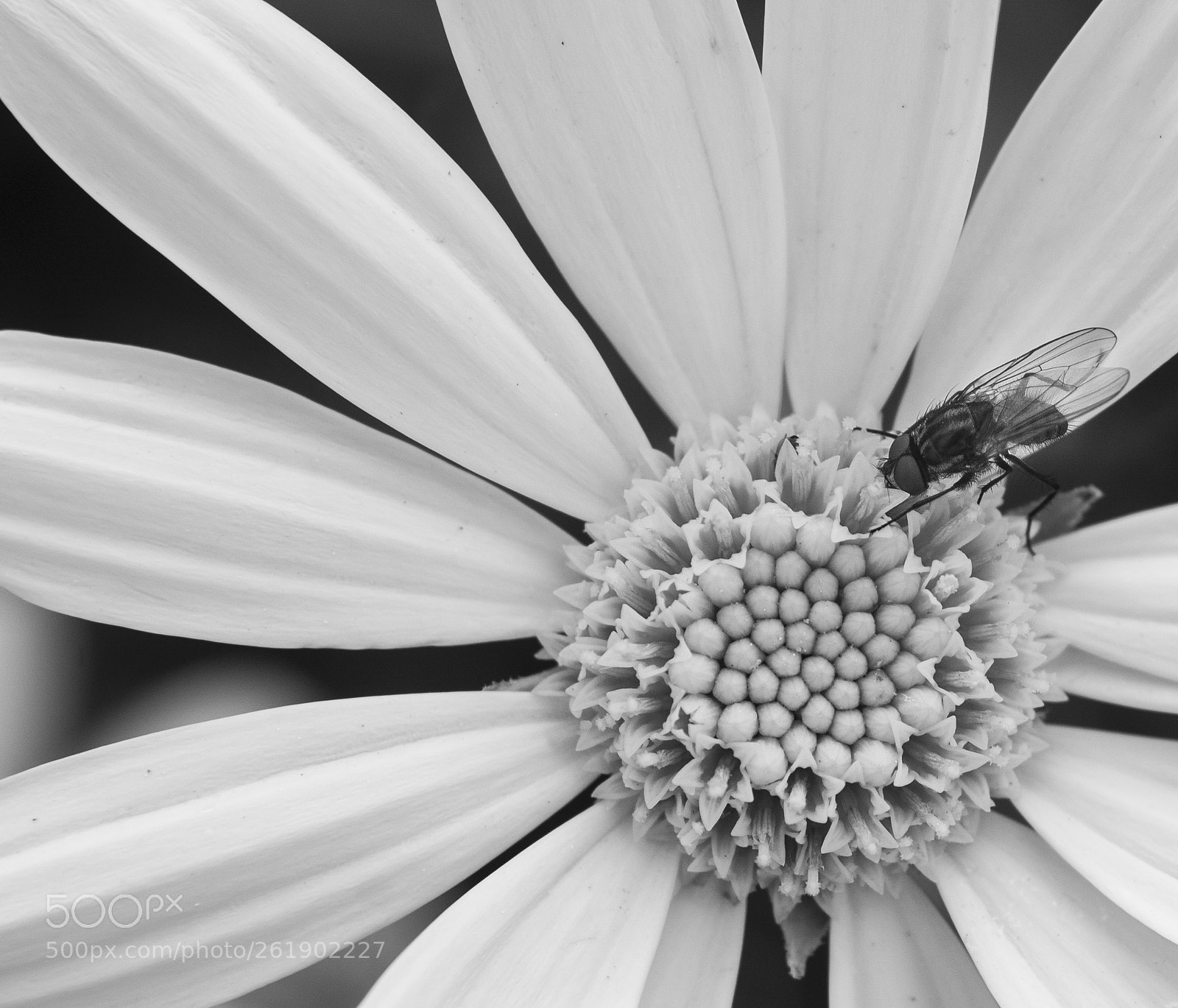 Nikon D7100 sample photo. Spring blossom, the unseen photography