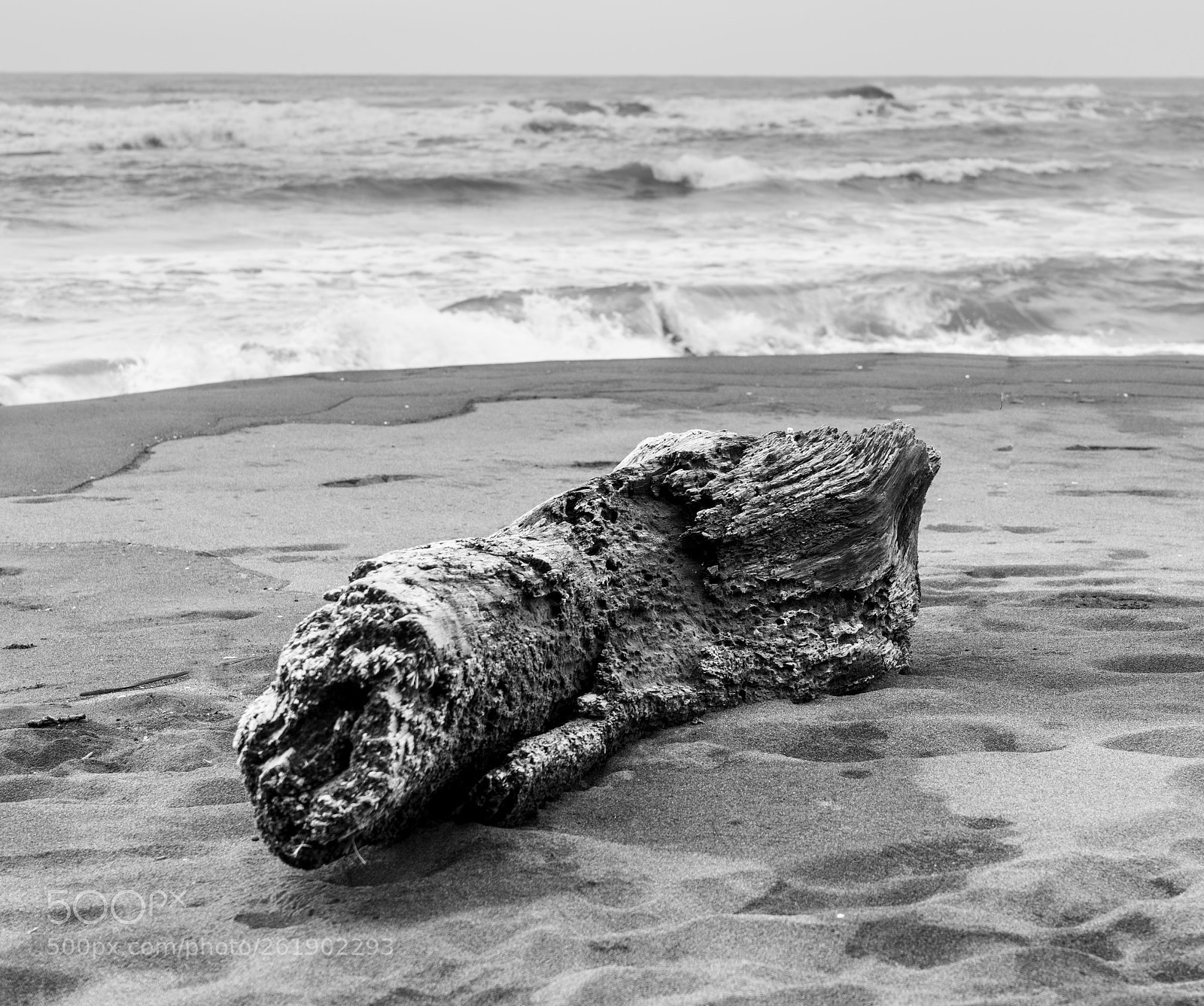 Sony a7R II sample photo. Wood photography