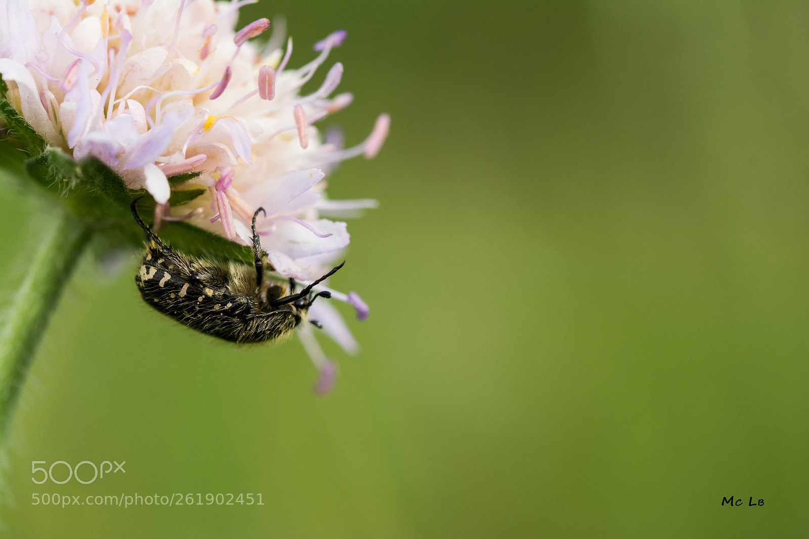 Nikon D7100 sample photo. Oxythyrea funesta - c photography
