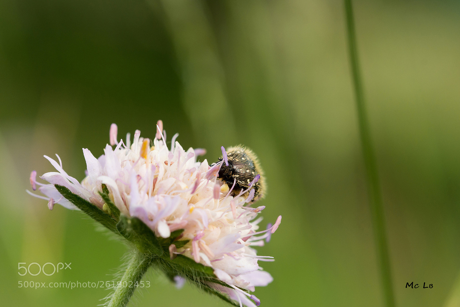 Nikon D7100 sample photo. Oxythyrea funesta - c photography