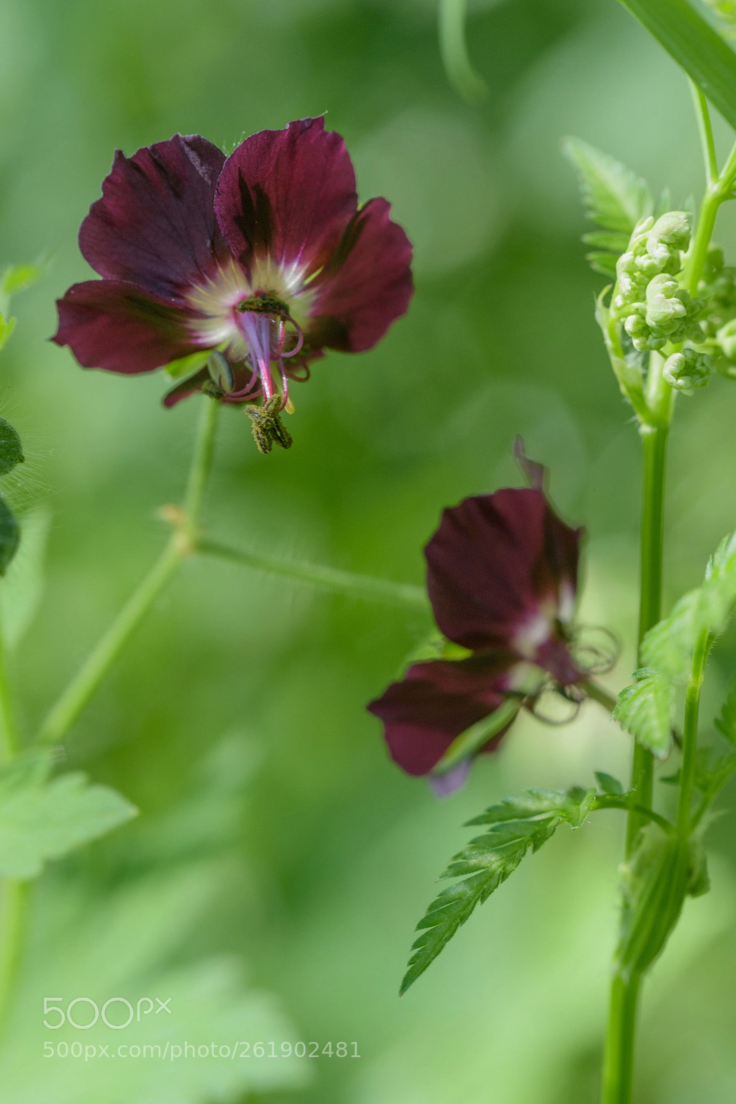 Nikon D5500 sample photo. Alive and kicking.. photography