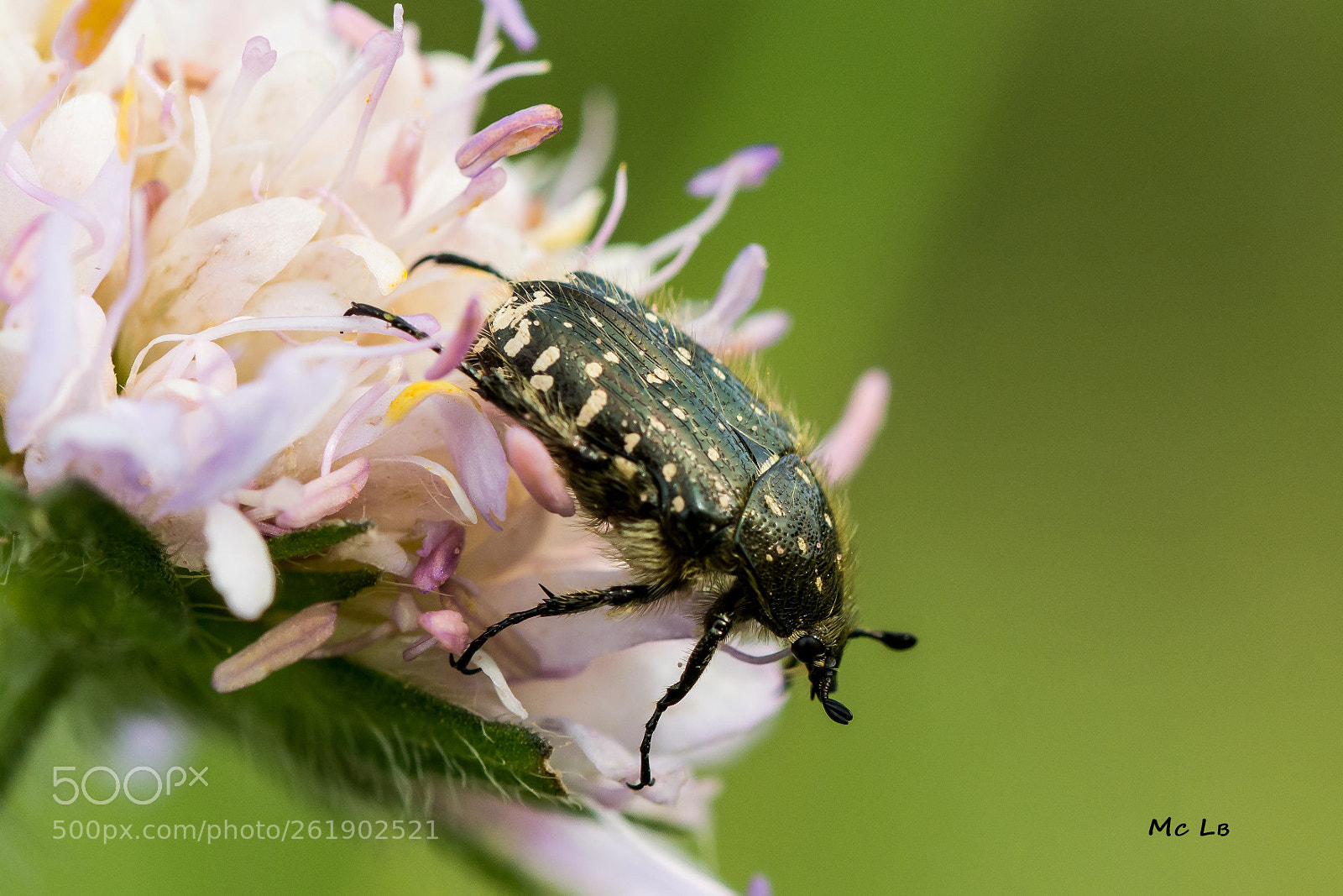 Nikon D7100 sample photo. Oxythyrea funesta - c photography