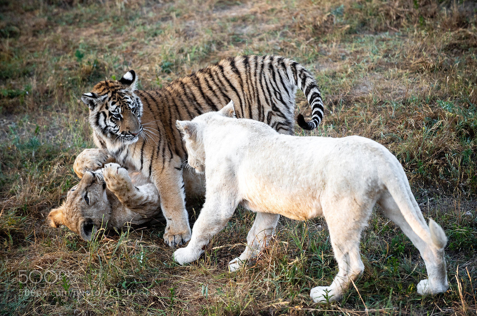 Nikon D810 sample photo. Young wildcats photography