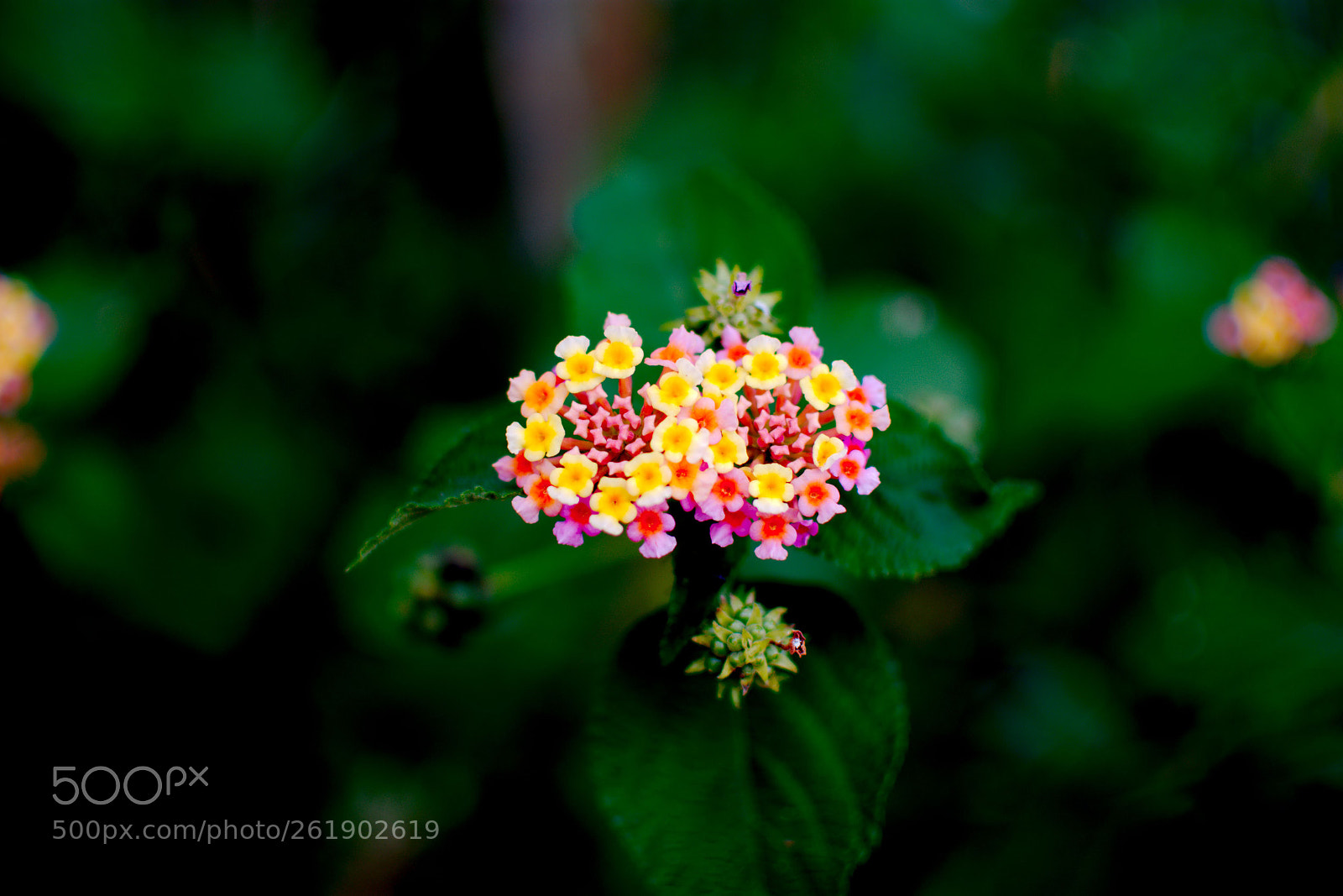 Nikon D7200 sample photo. Wild flower photography