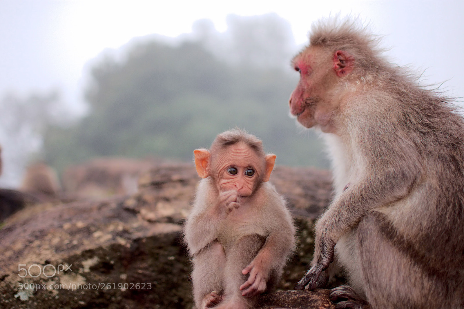 Nikon D7200 sample photo. Monkey mom & baby photography