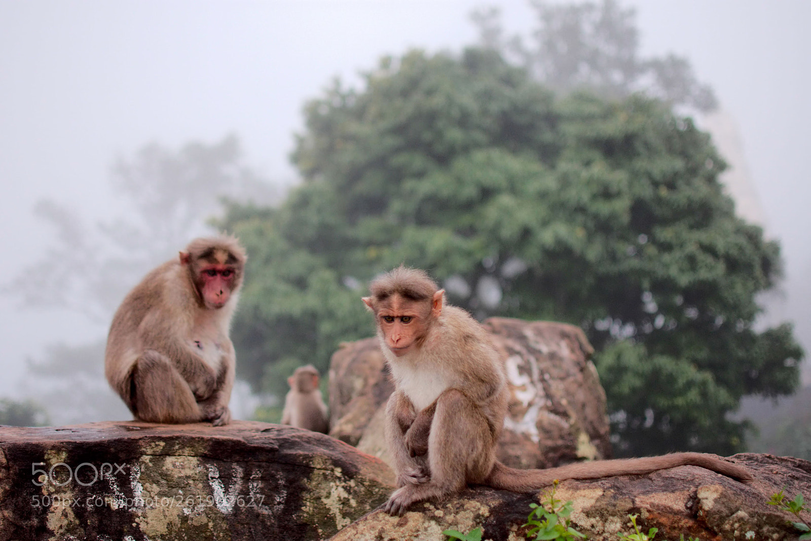 Nikon D7200 sample photo. Monkey family photography