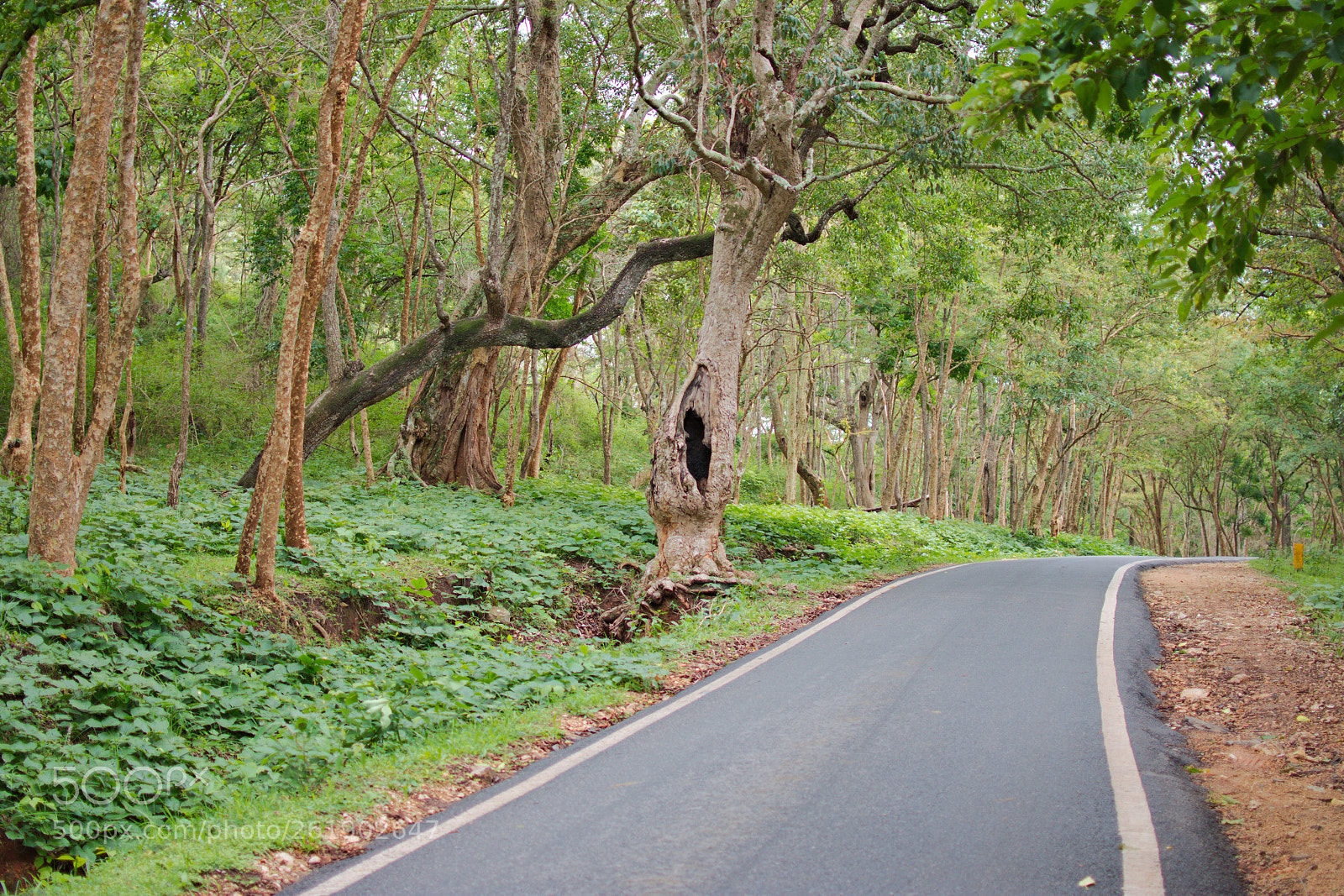 Nikon D7200 sample photo. Way to the jungle photography