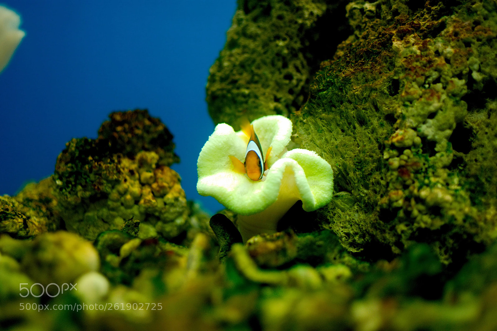 Nikon D7200 sample photo. Found the nemo photography