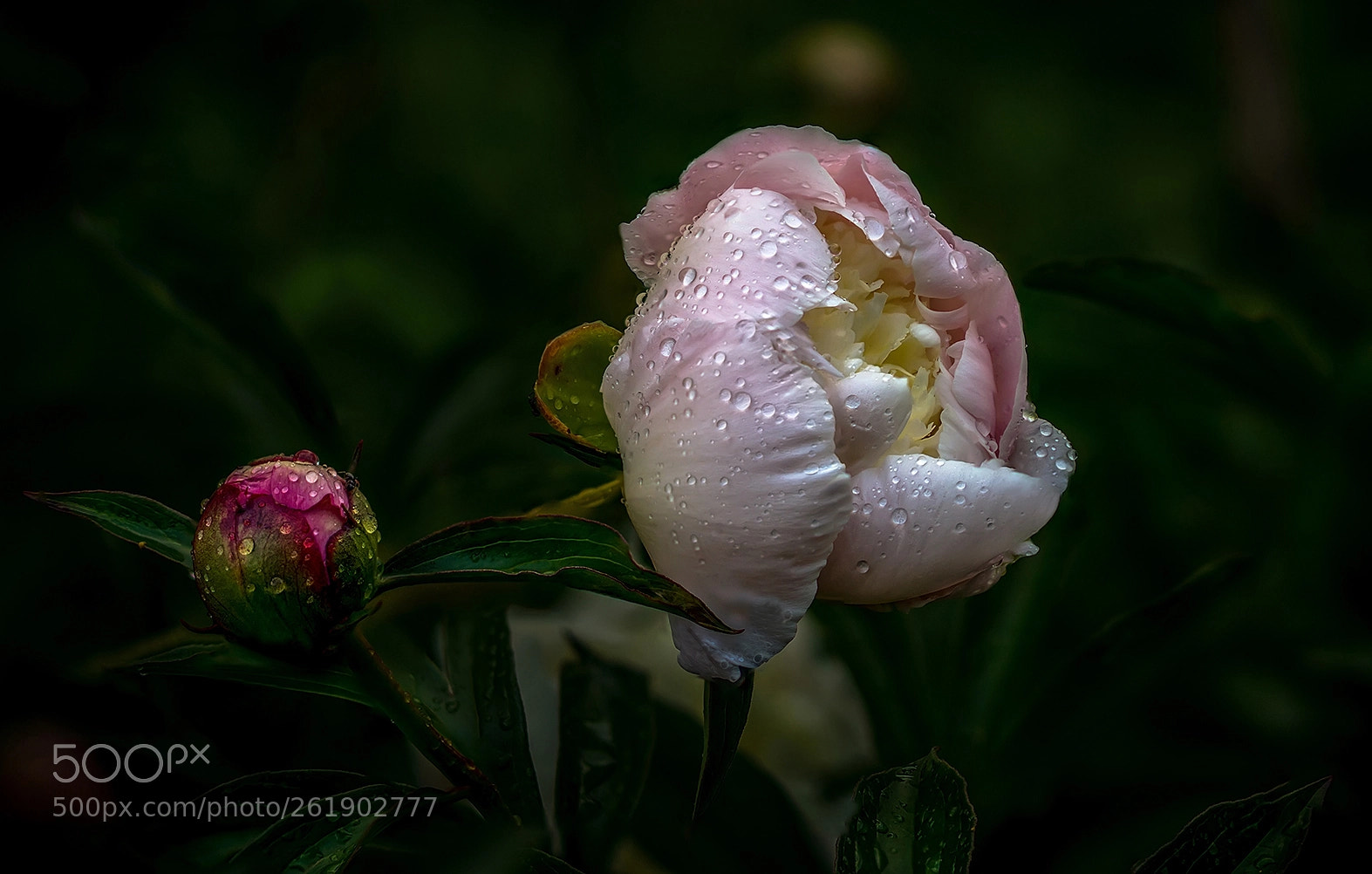 Sony a6000 sample photo. Piones photography