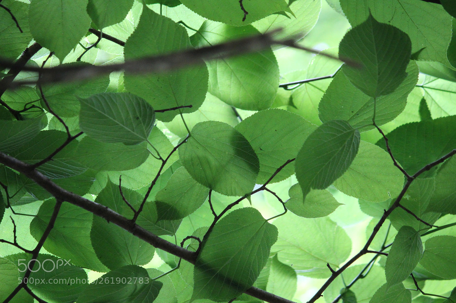 Canon EF-S 55-250mm F4-5.6 IS sample photo. Green leaves over head photography
