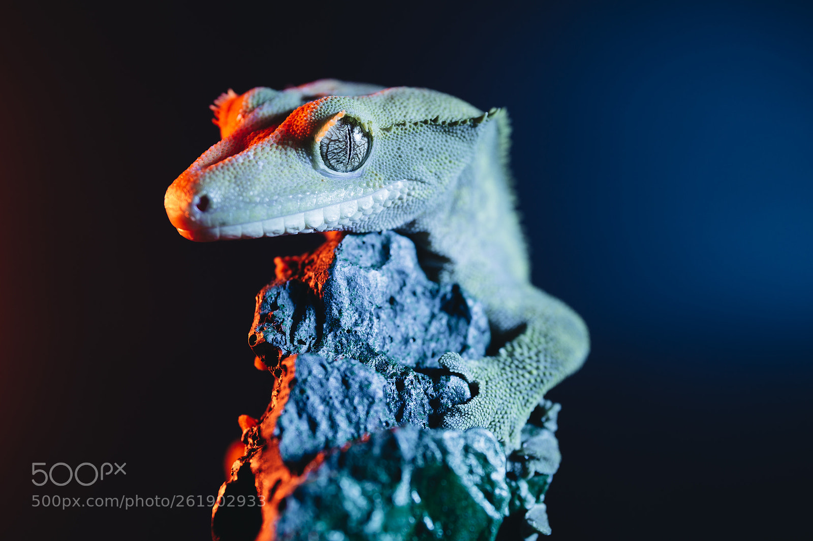 Canon EOS 6D sample photo. Portrait of new caledonian photography