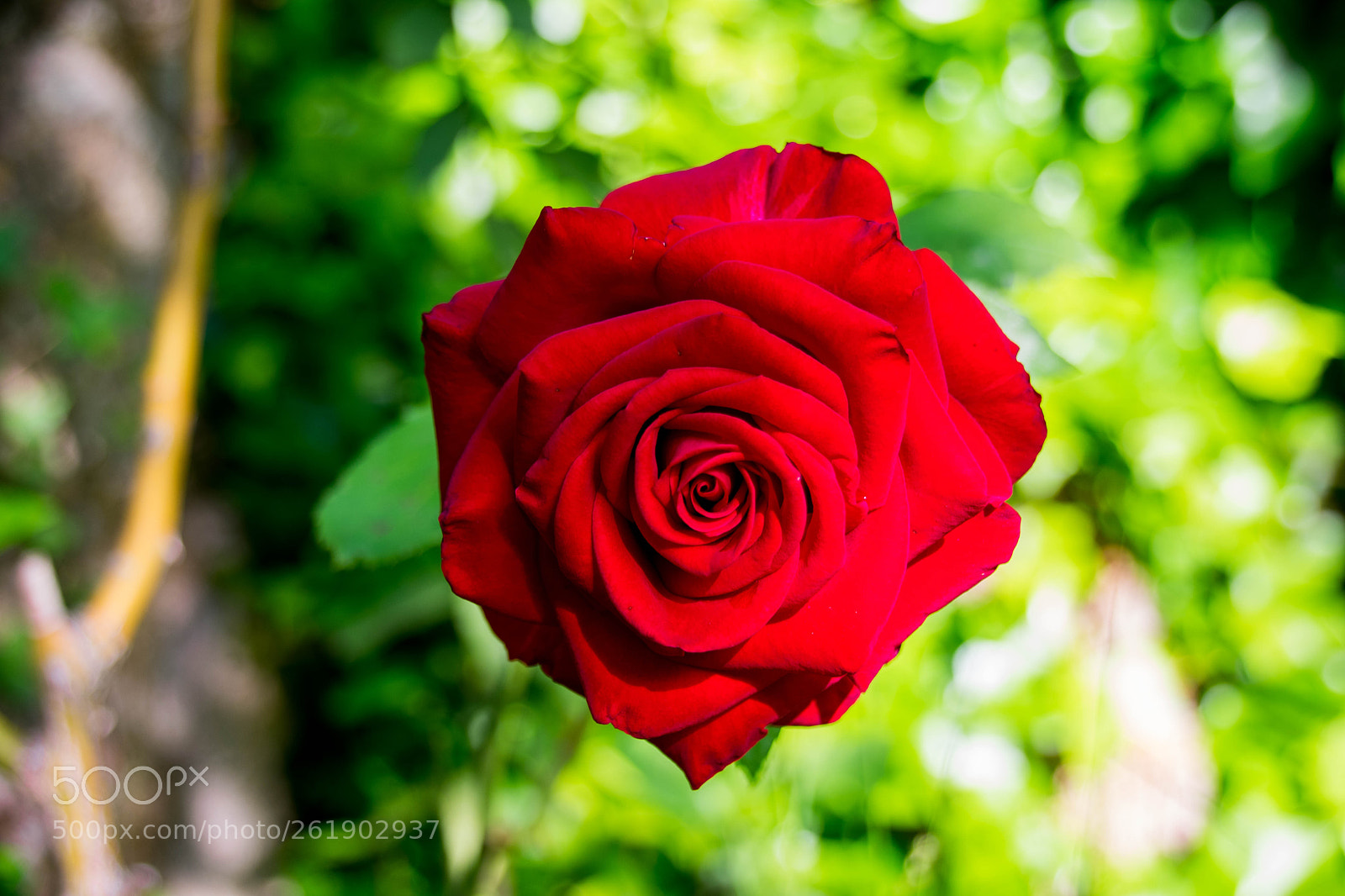 Nikon D3400 sample photo. Rosa photography
