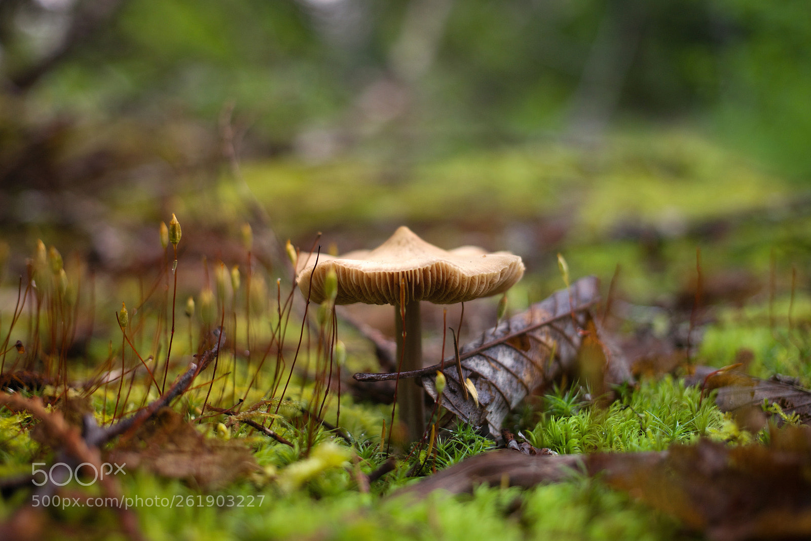 Canon EOS 5D Mark II sample photo. Upon the forest floor photography