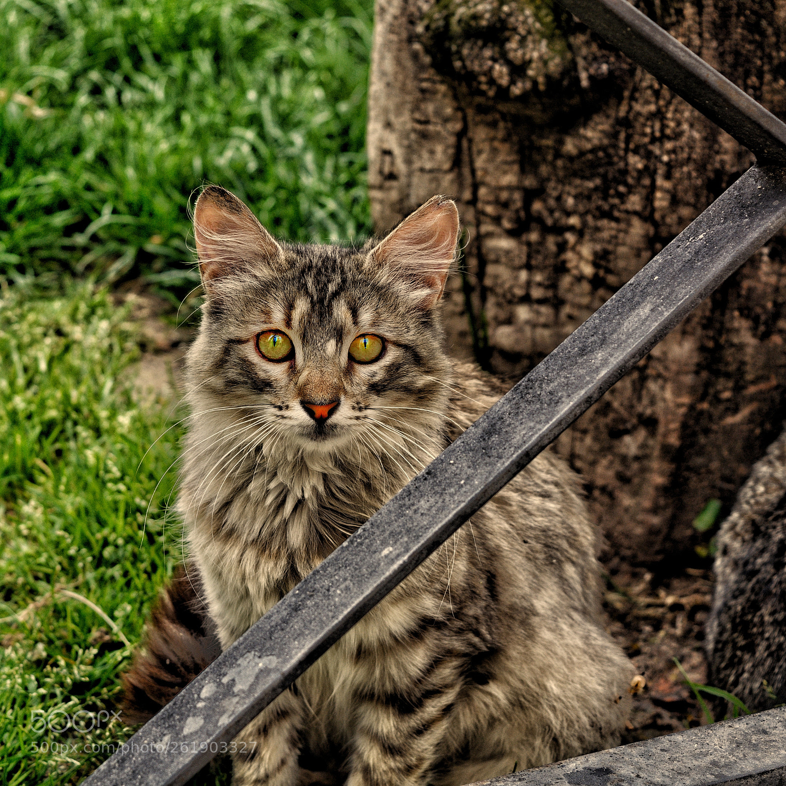 Nikon D5200 sample photo. Gato photography