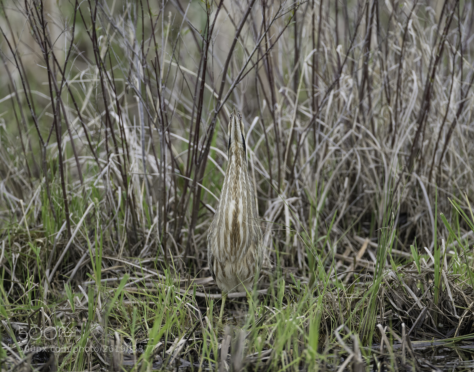 Nikon D850 sample photo. A bittern disguised... photography