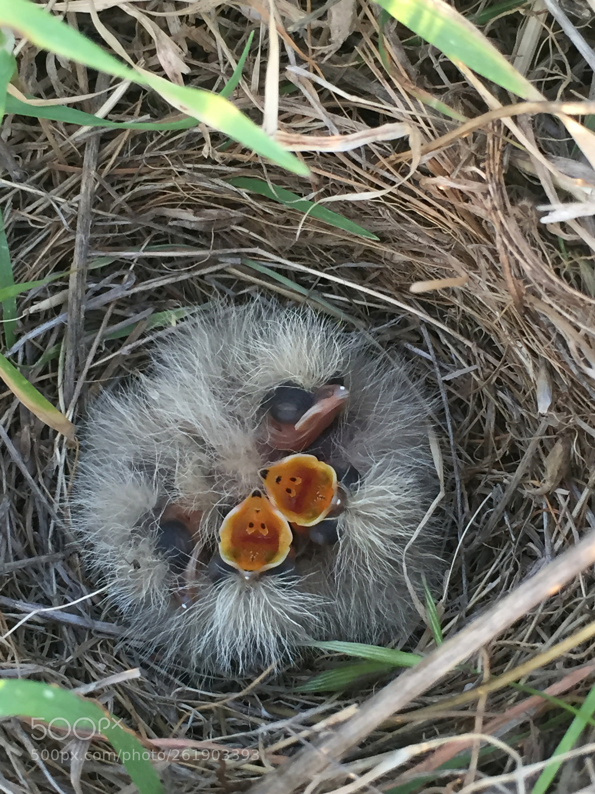 Apple iPhone 6 sample photo. Nest  photography