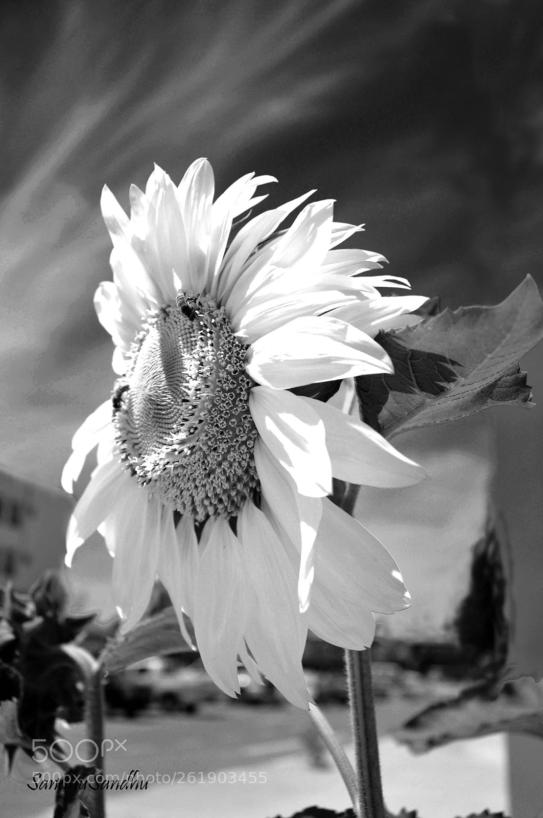Nikon D90 sample photo. Untitled photography