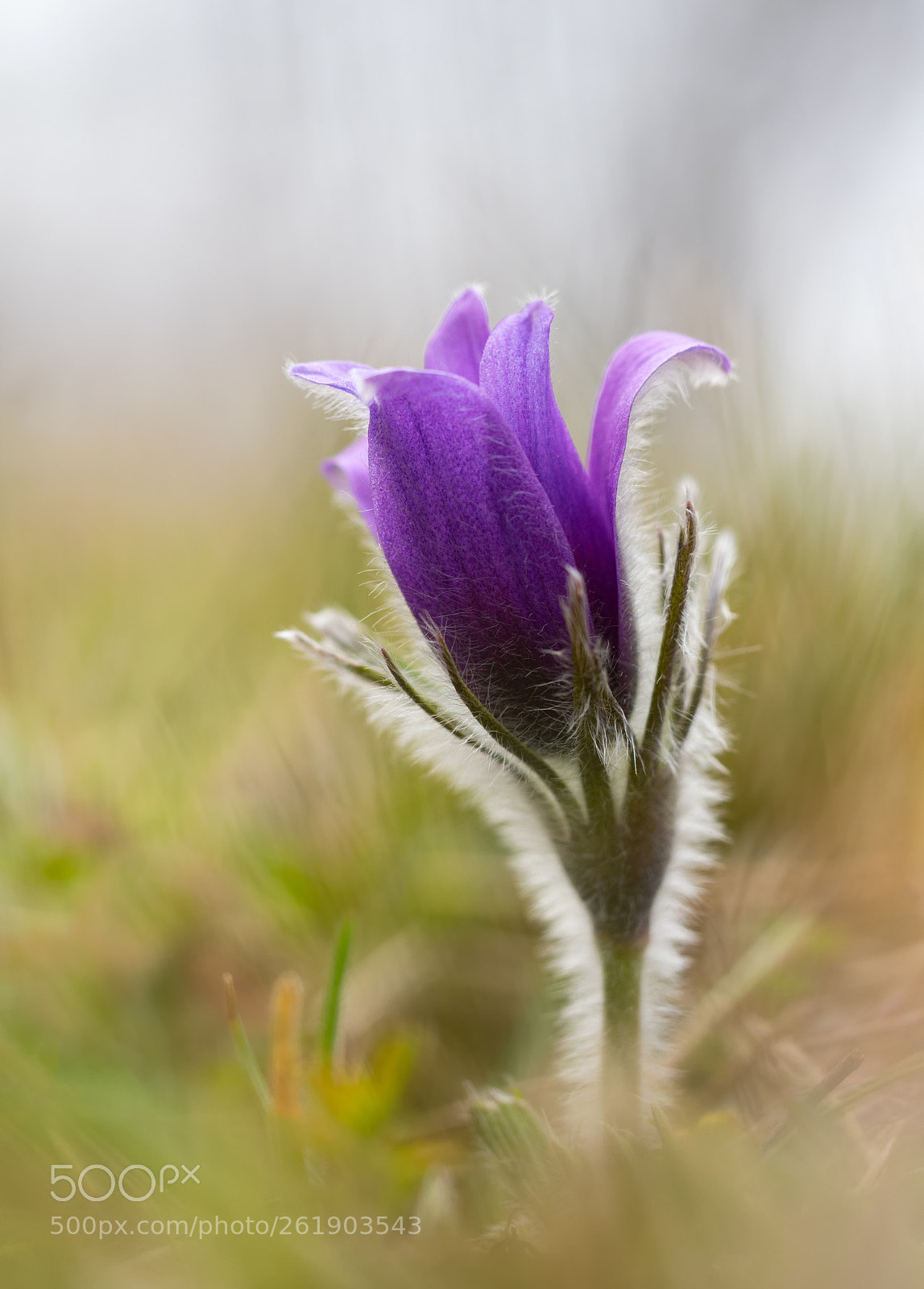 Olympus OM-D E-M1 Mark II sample photo. Little pasque flower photography
