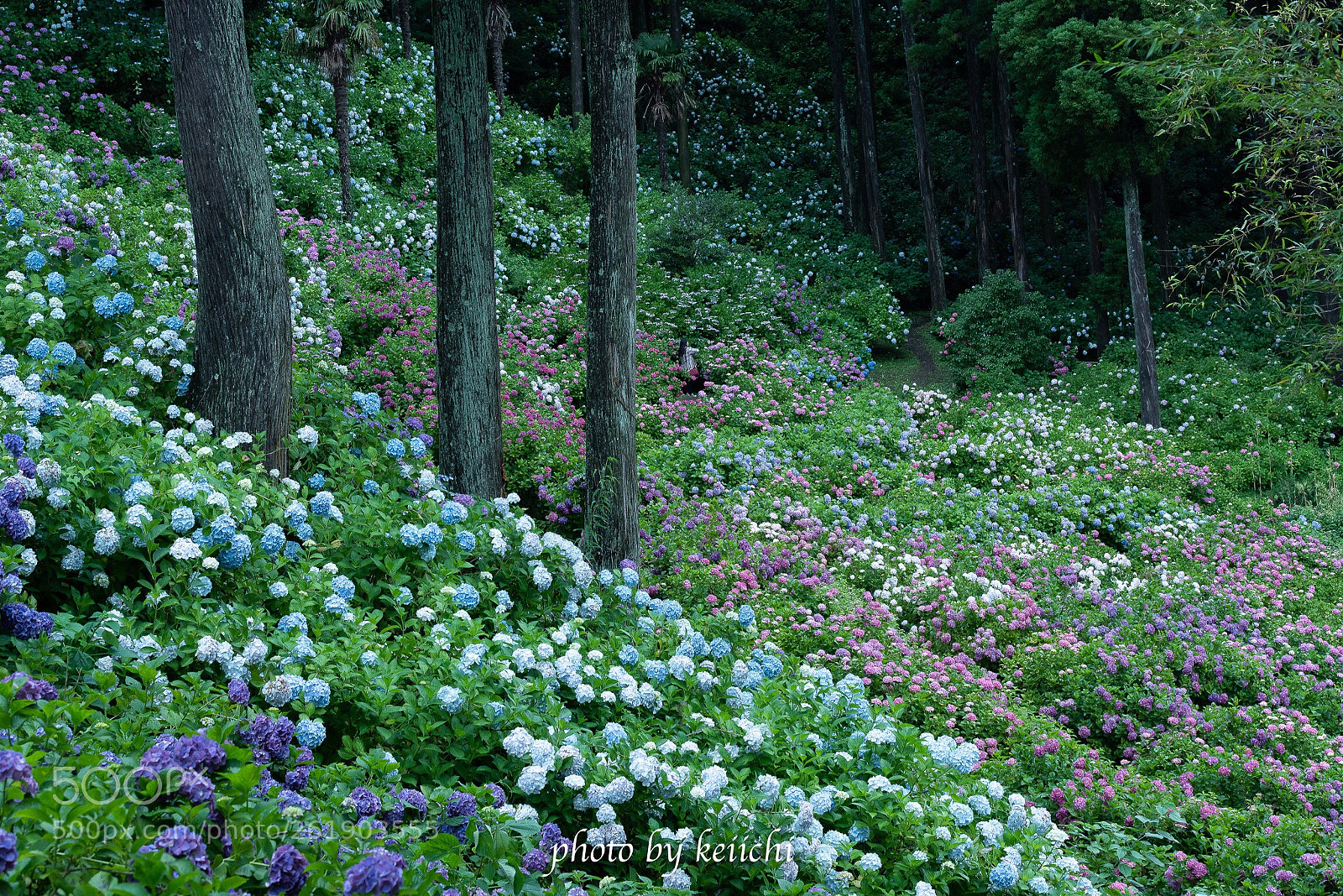 Nikon D810 sample photo. Chiba city
hattori farm photography