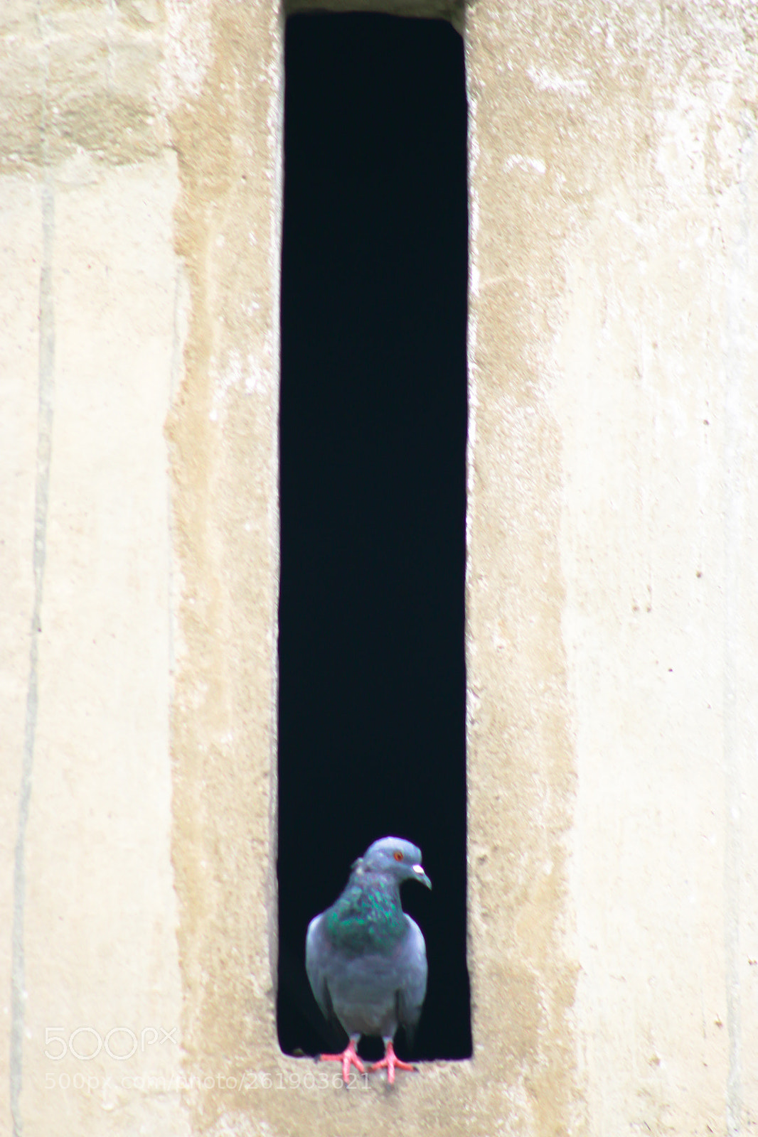 Canon EOS 70D sample photo. Im photography
