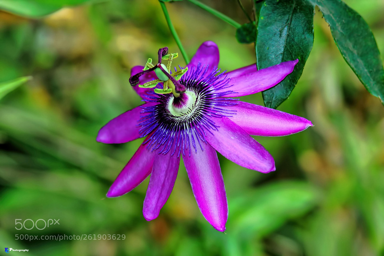 Canon EOS 40D sample photo. Purple passion photography