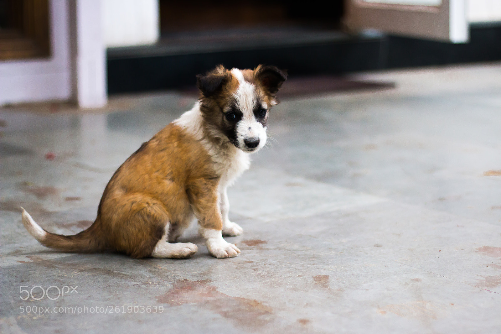 Canon EOS 70D sample photo. Img photography