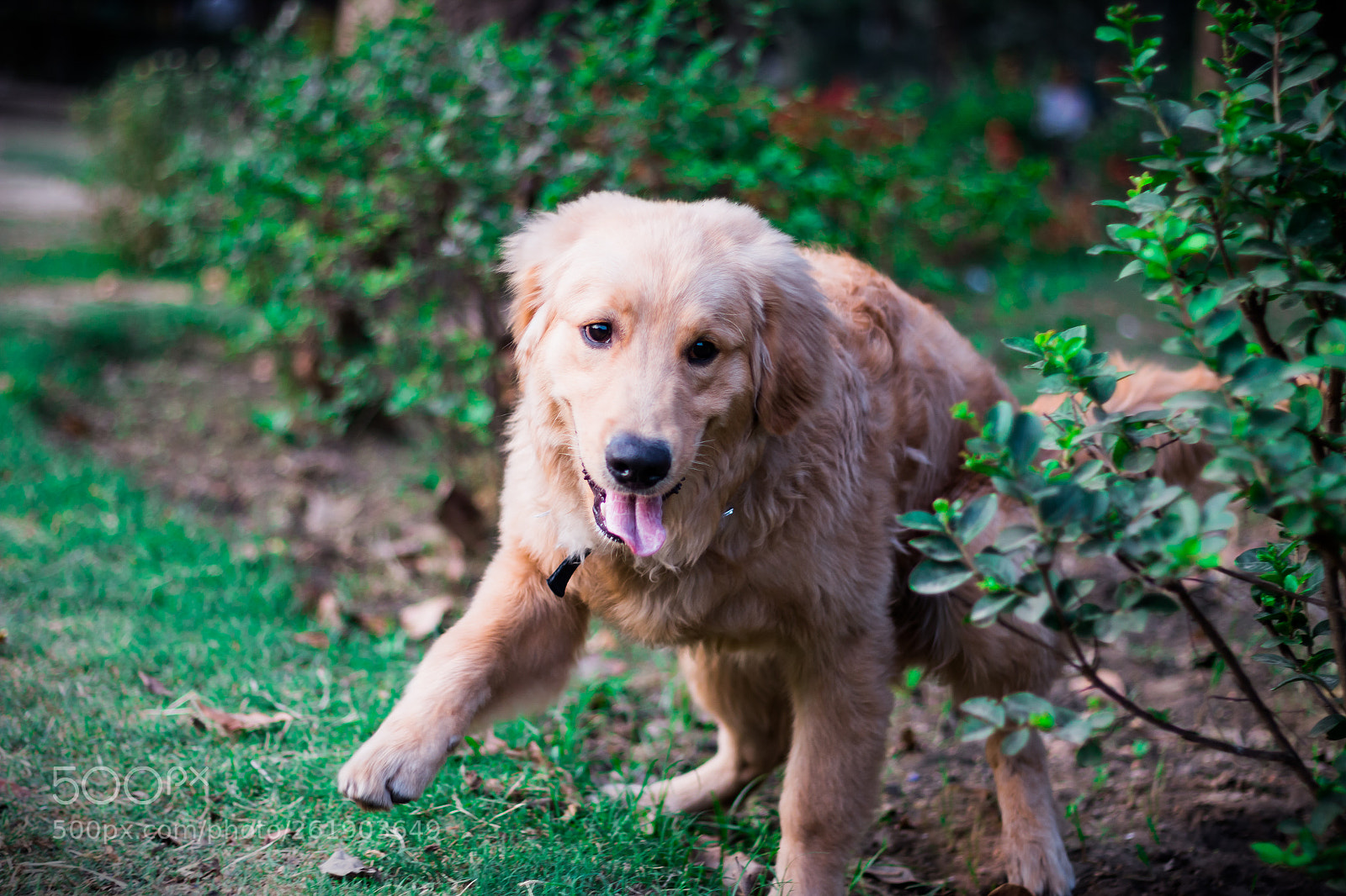 Canon EOS 70D sample photo. Img photography