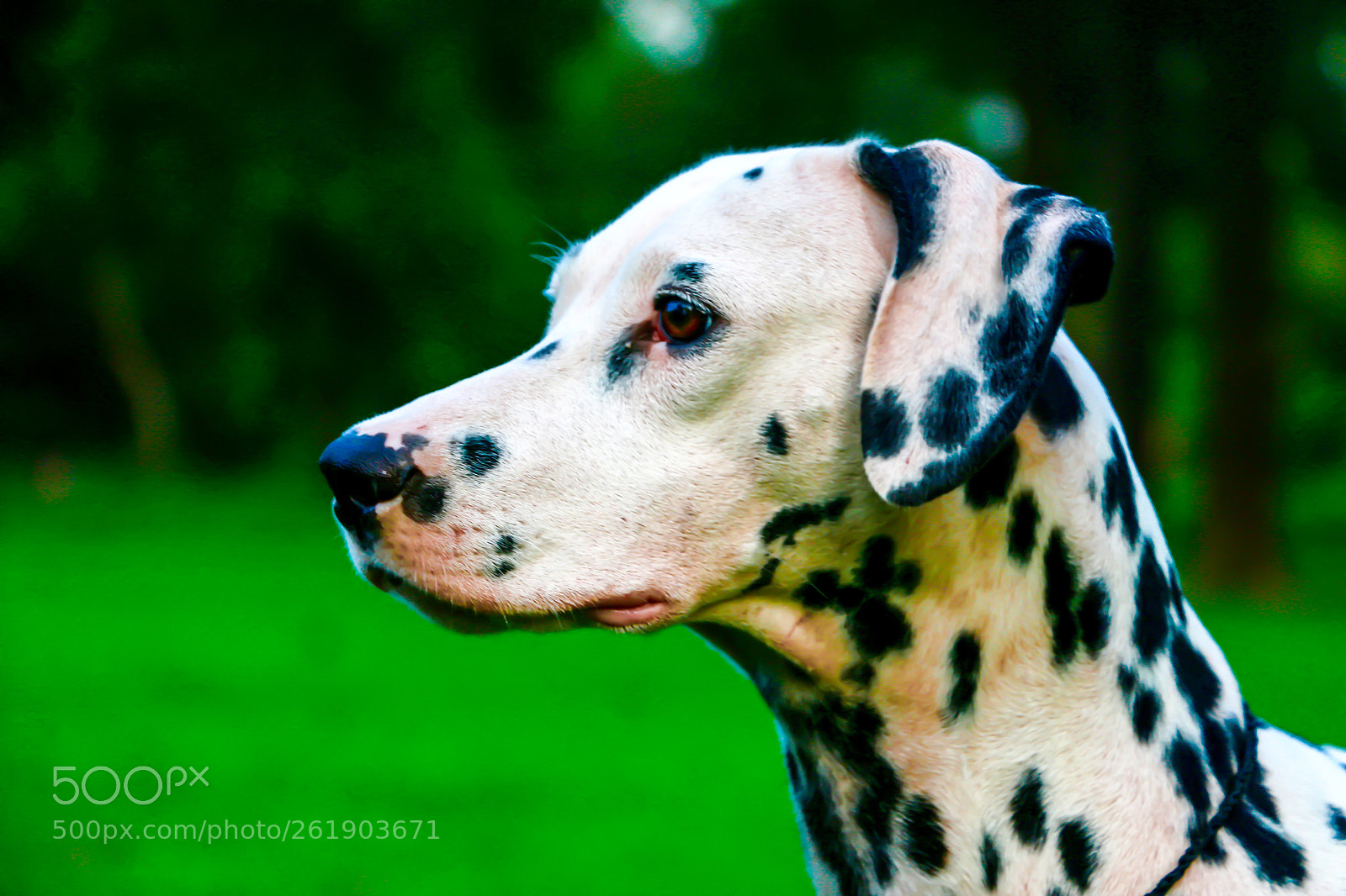 Canon EOS 70D sample photo. Img photography