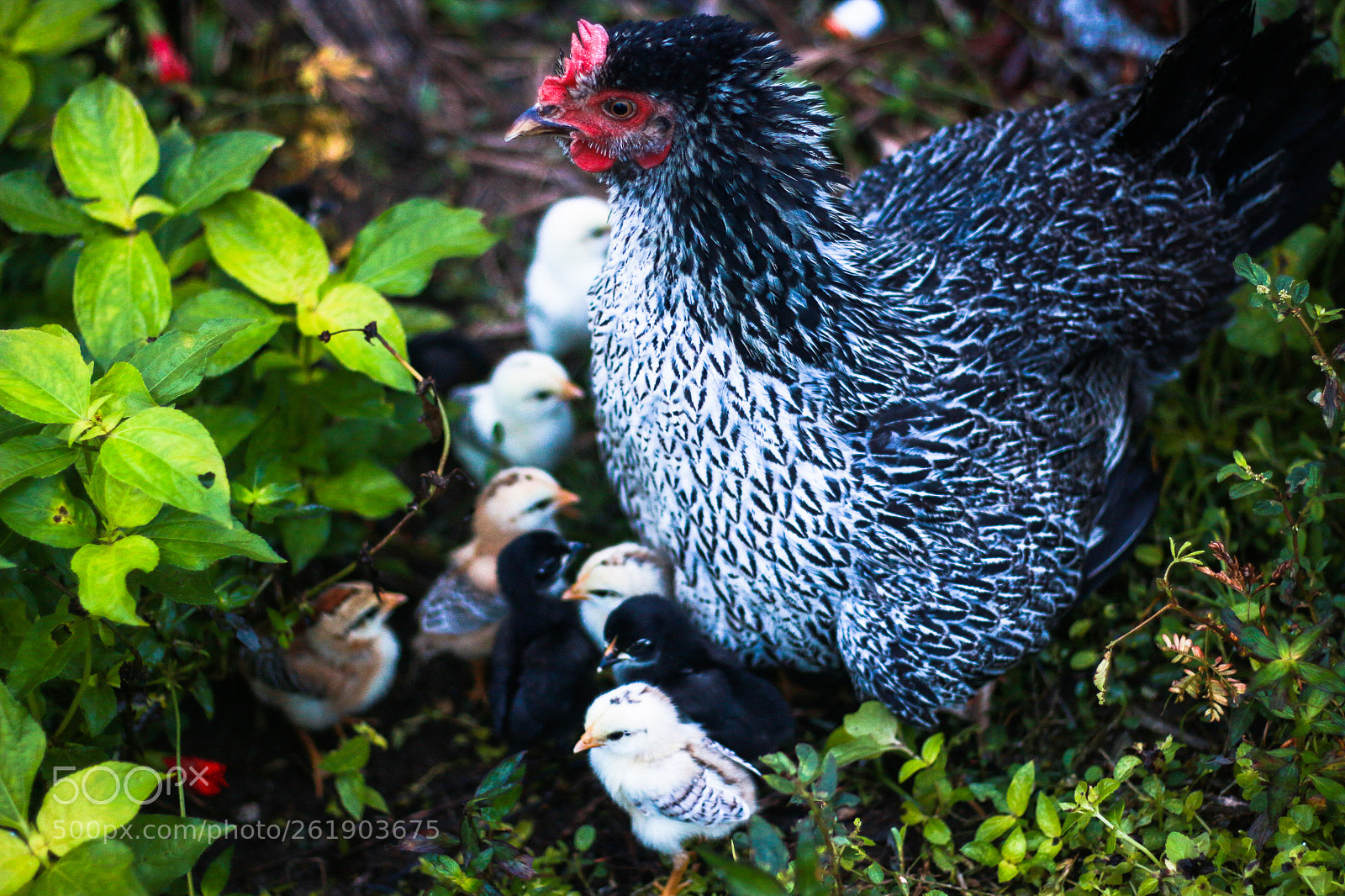 Canon EOS 70D sample photo. Img photography