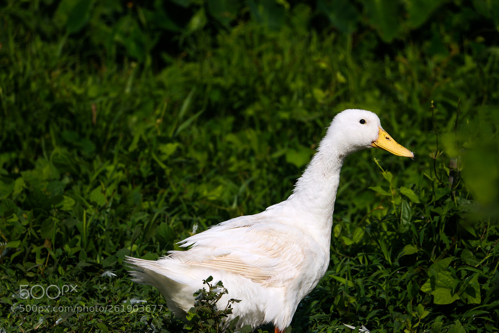 Canon EOS 70D sample photo. Img photography