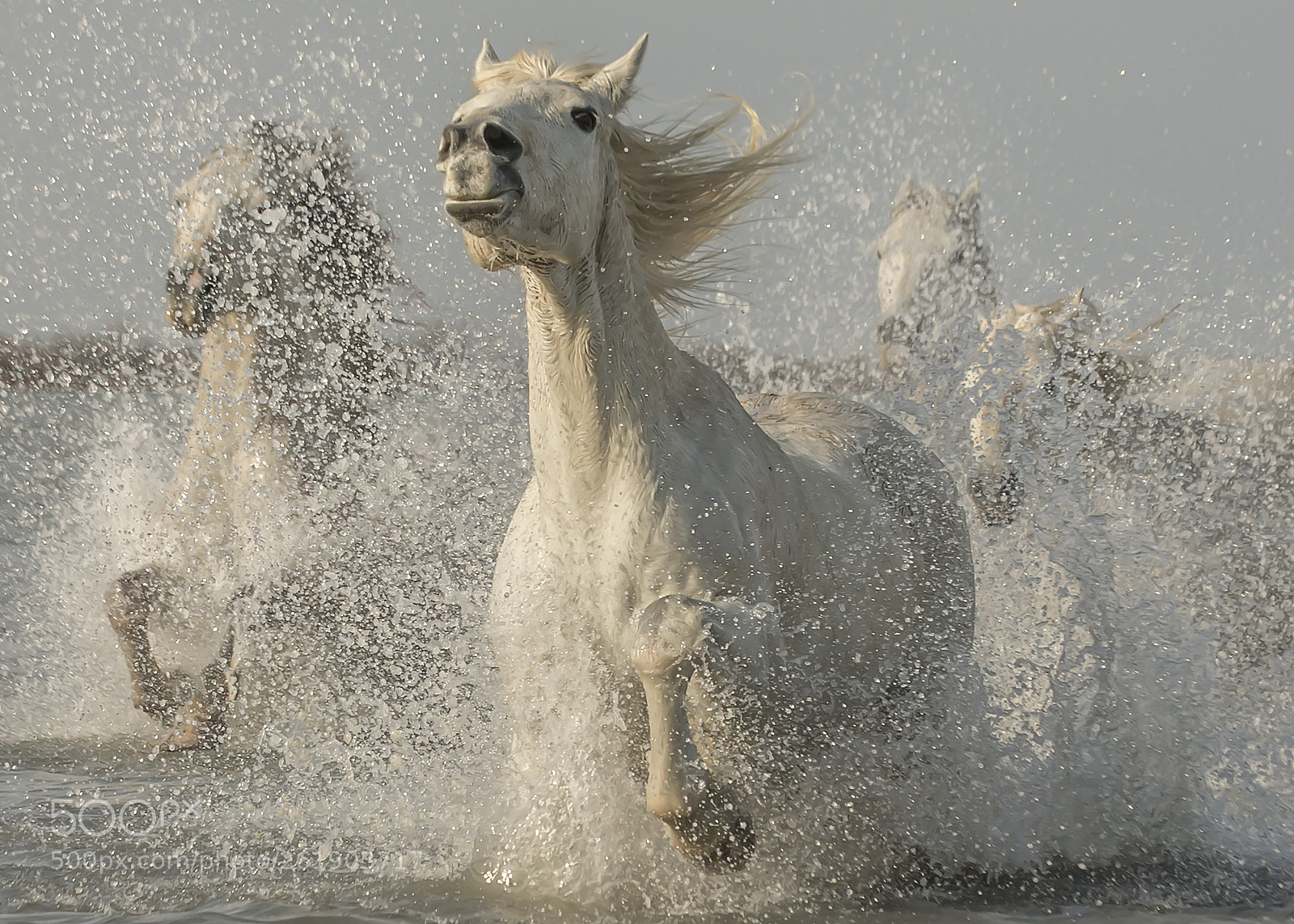 Canon EOS-1D X sample photo. Wet and wild photography
