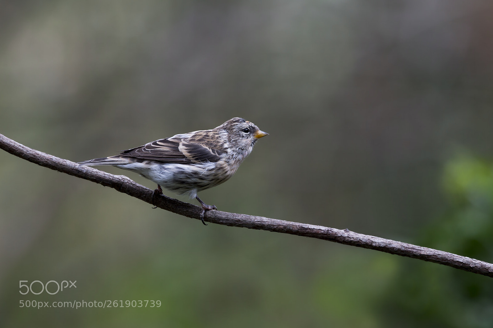 Nikon D4 sample photo. Common redpoll (jv-m) ? photography