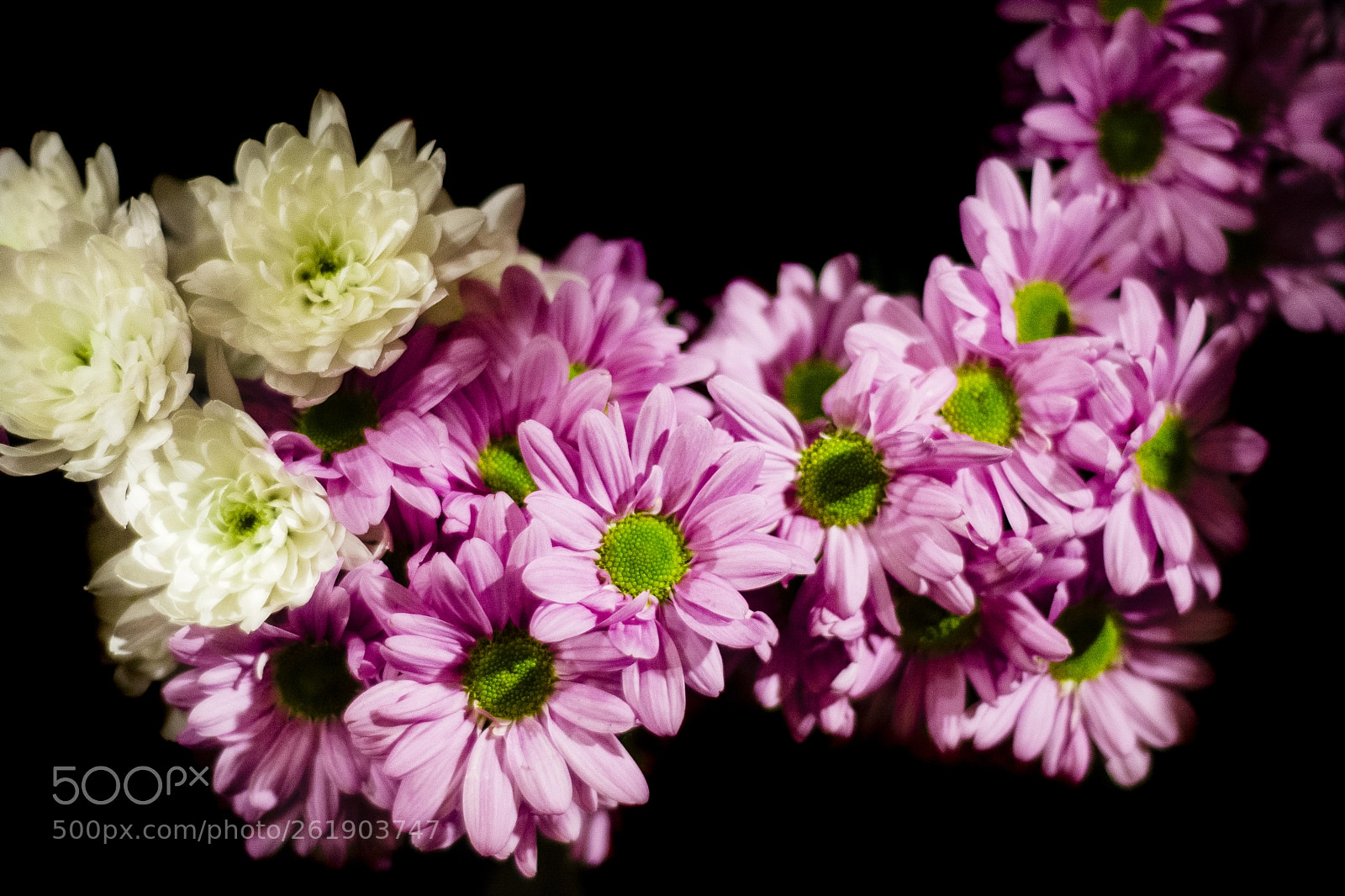 Nikon D7100 sample photo. Flowers with cheerful colors photography