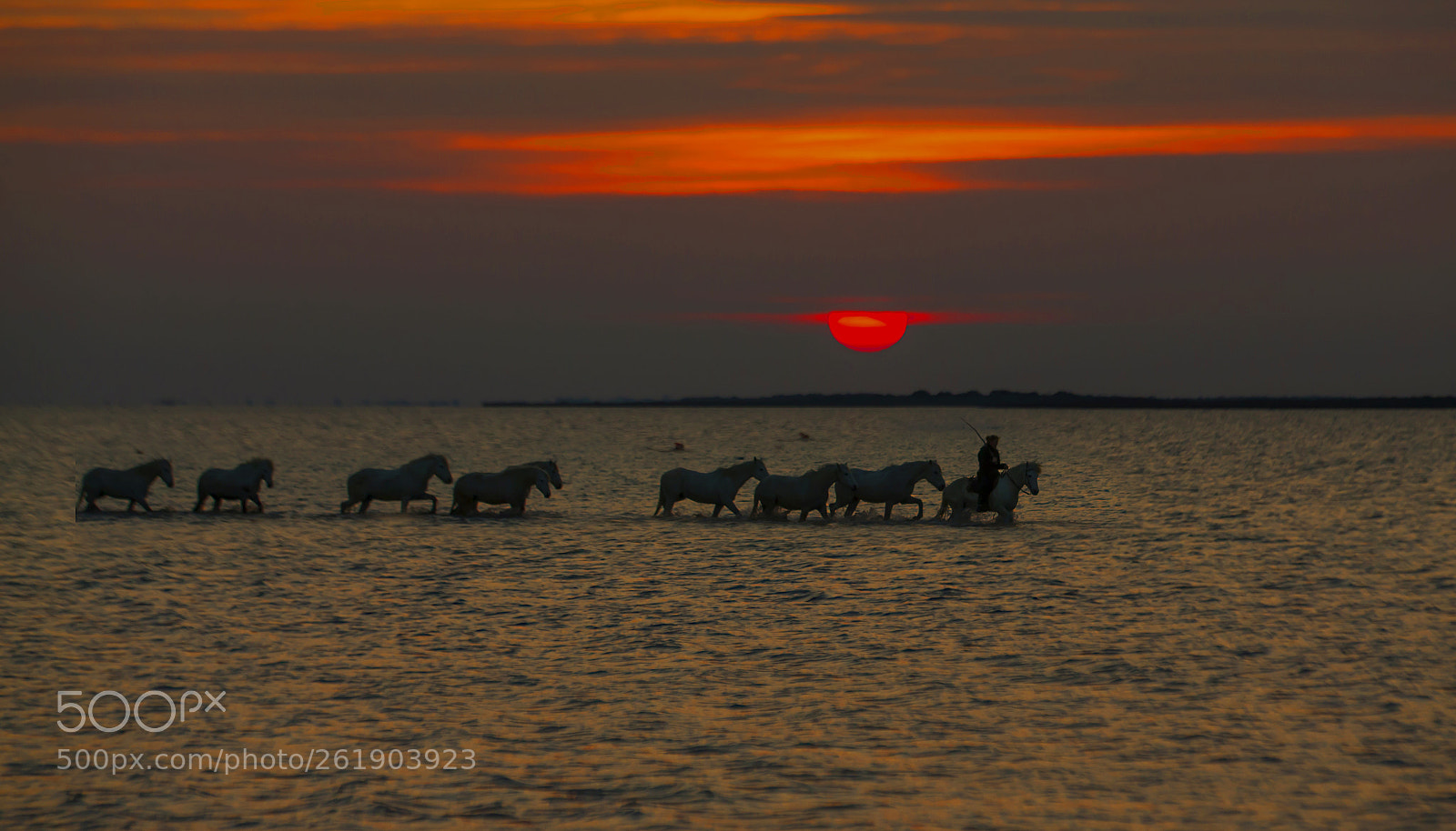 Canon EOS-1D X sample photo. Homeward bound on the photography