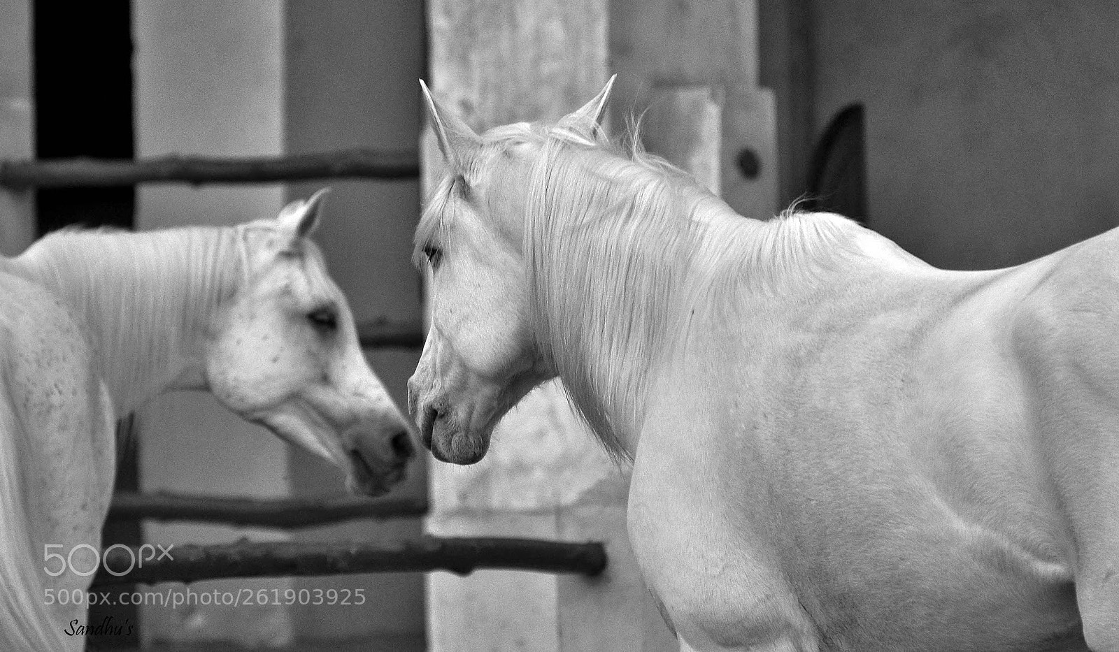 Nikon D90 sample photo. Untitled photography